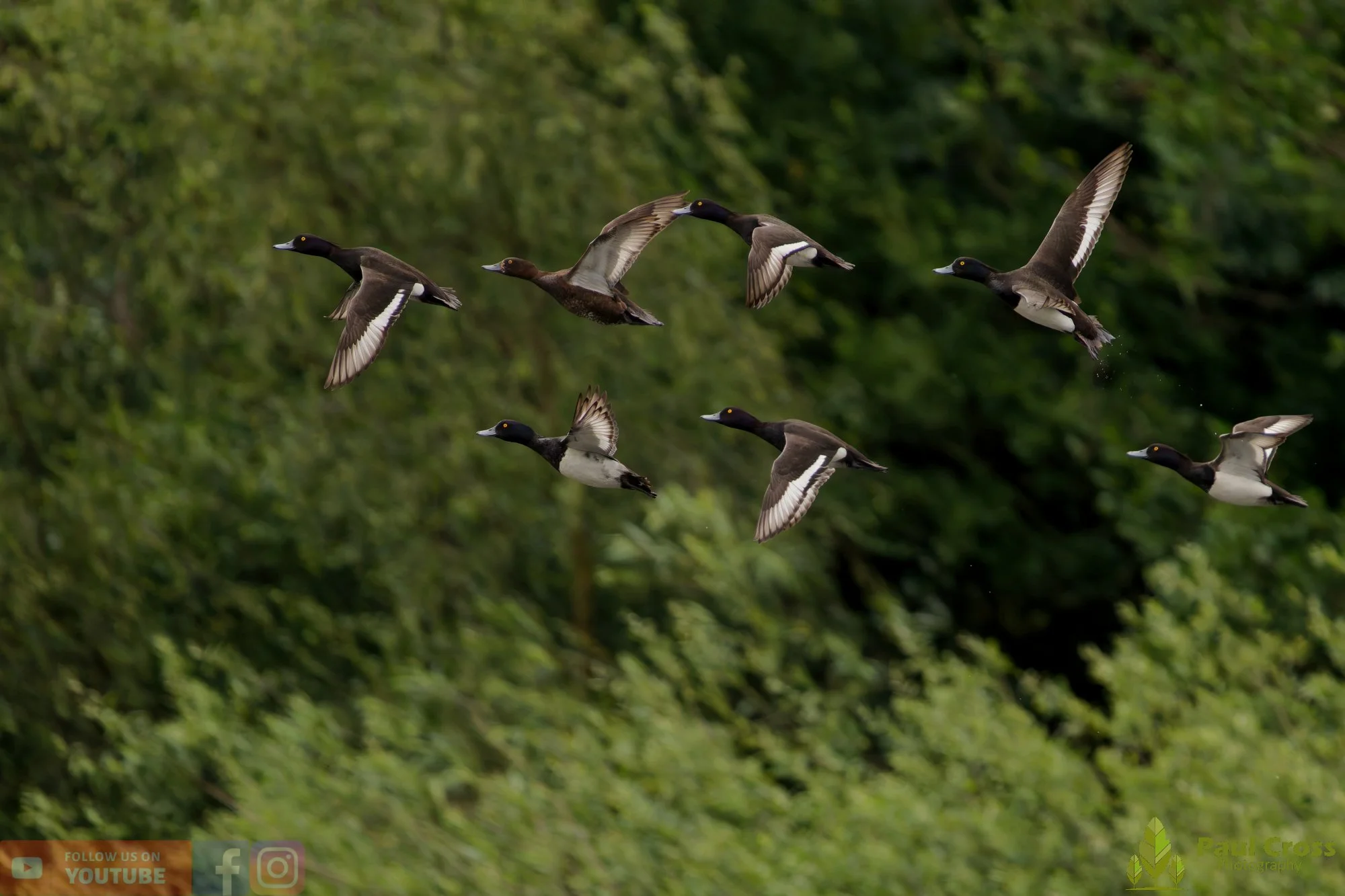 Tufted Duck-00268.jpg