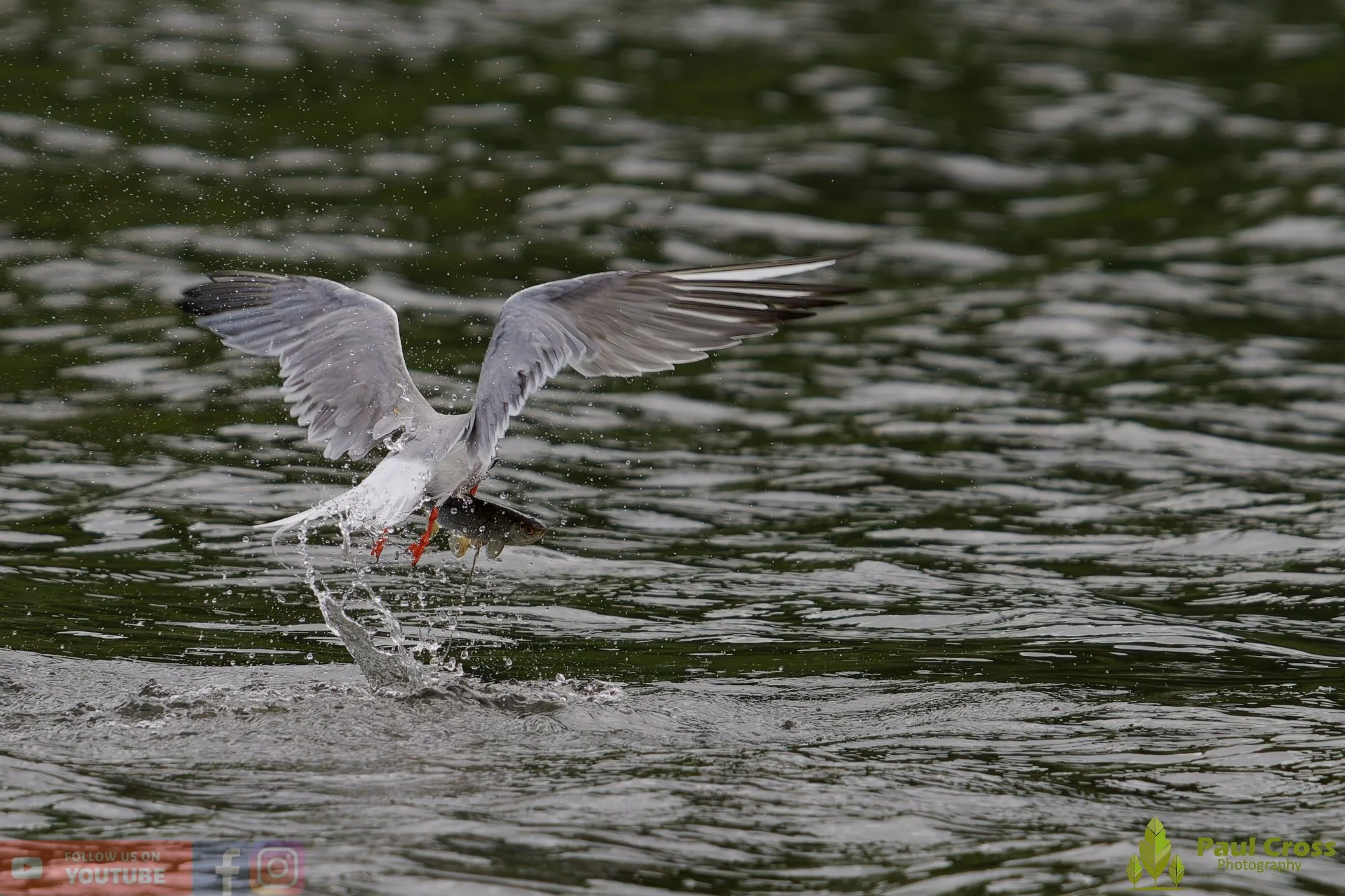 Common Tern-02049.jpg