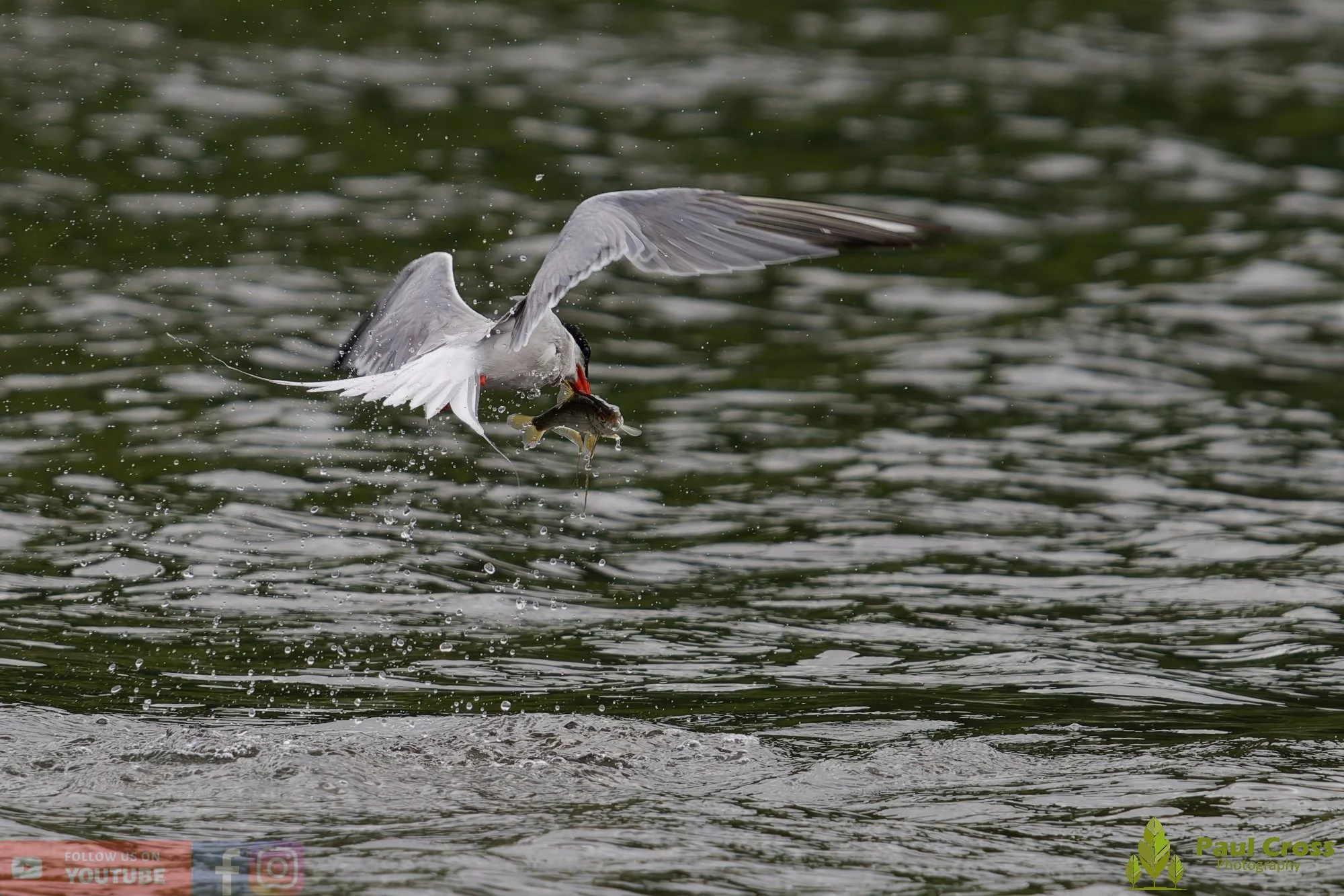 Common Tern-02050.jpg