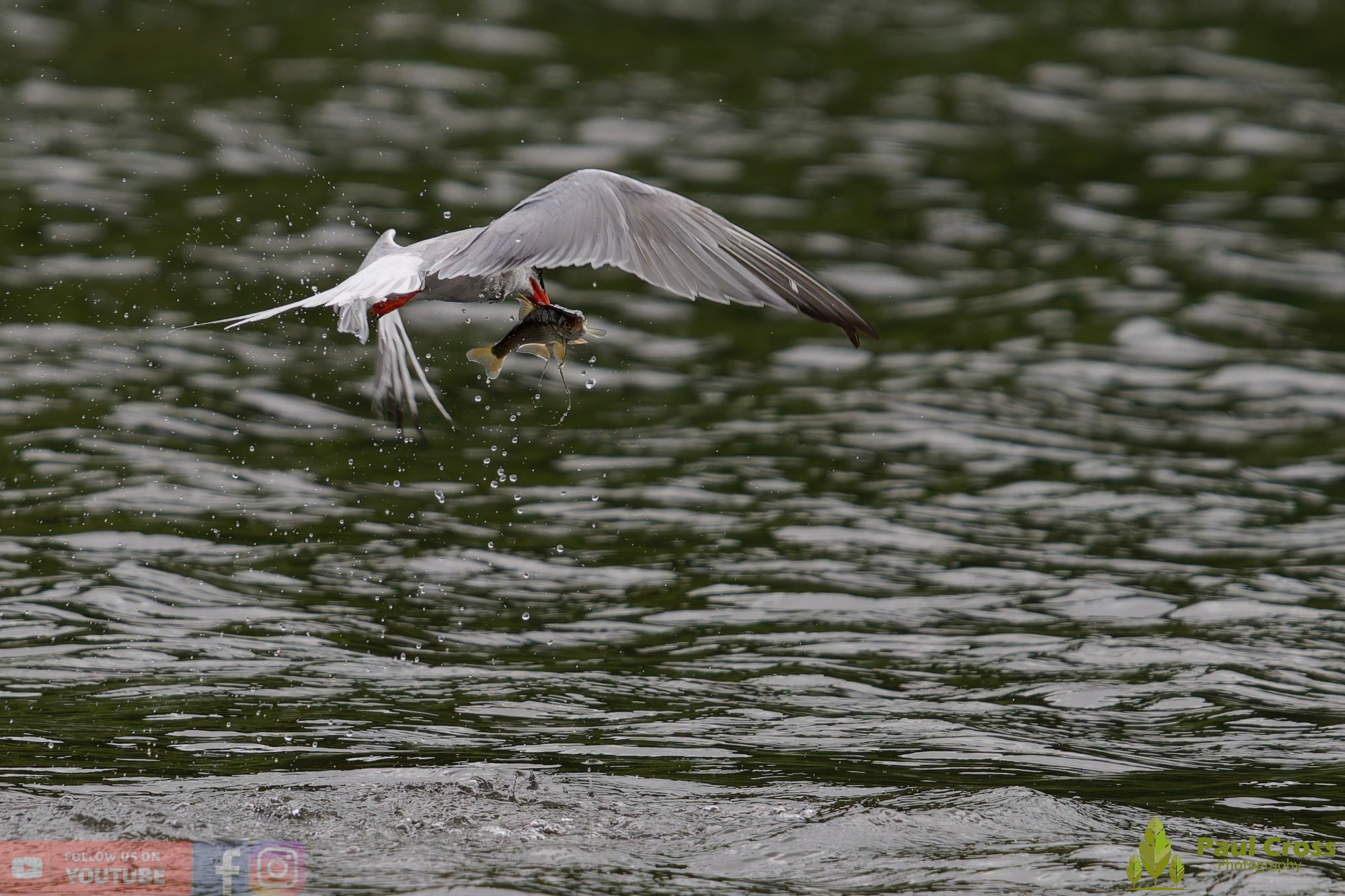 Common Tern-02051.jpg