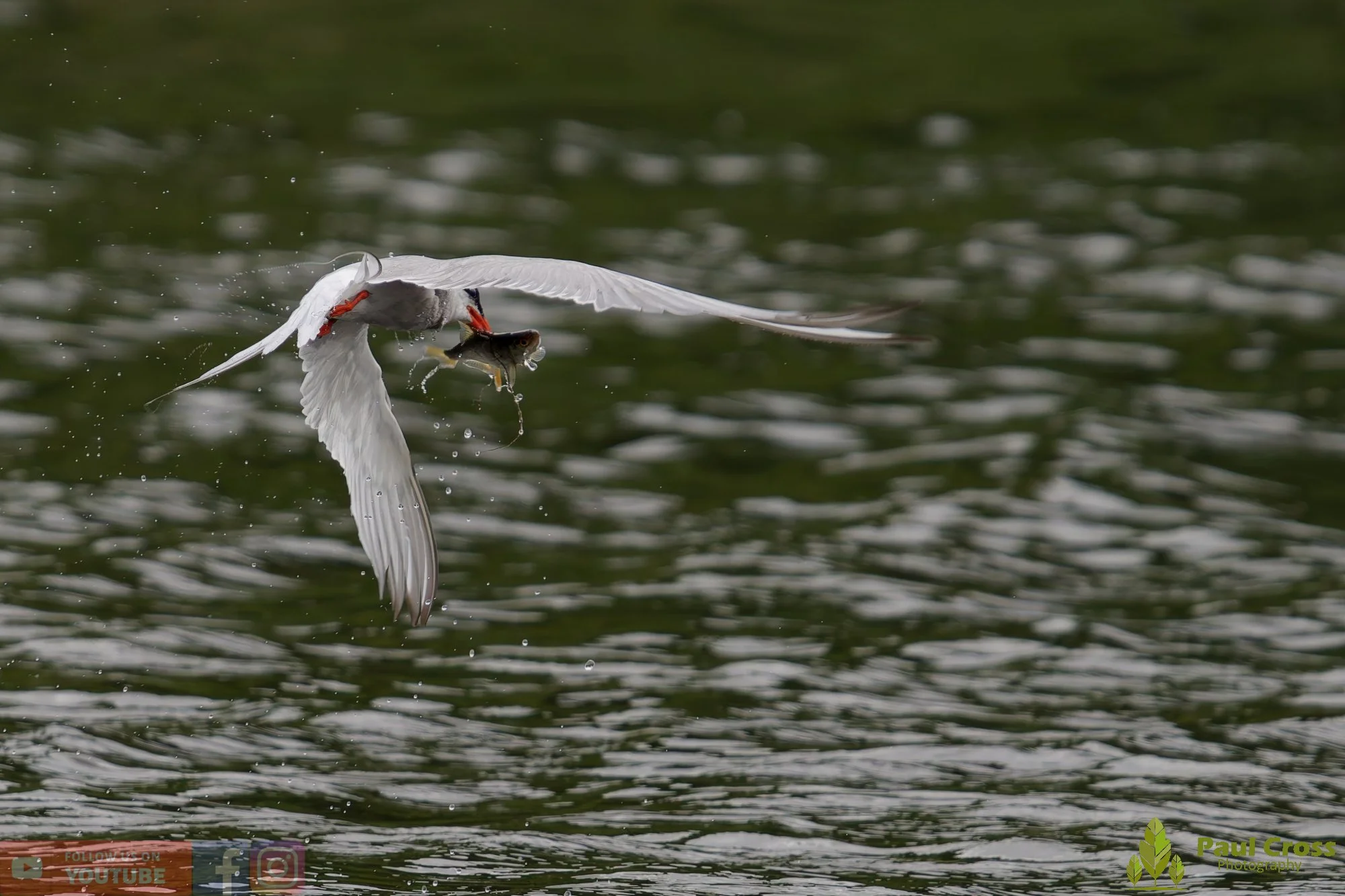 Common Tern-02052.jpg