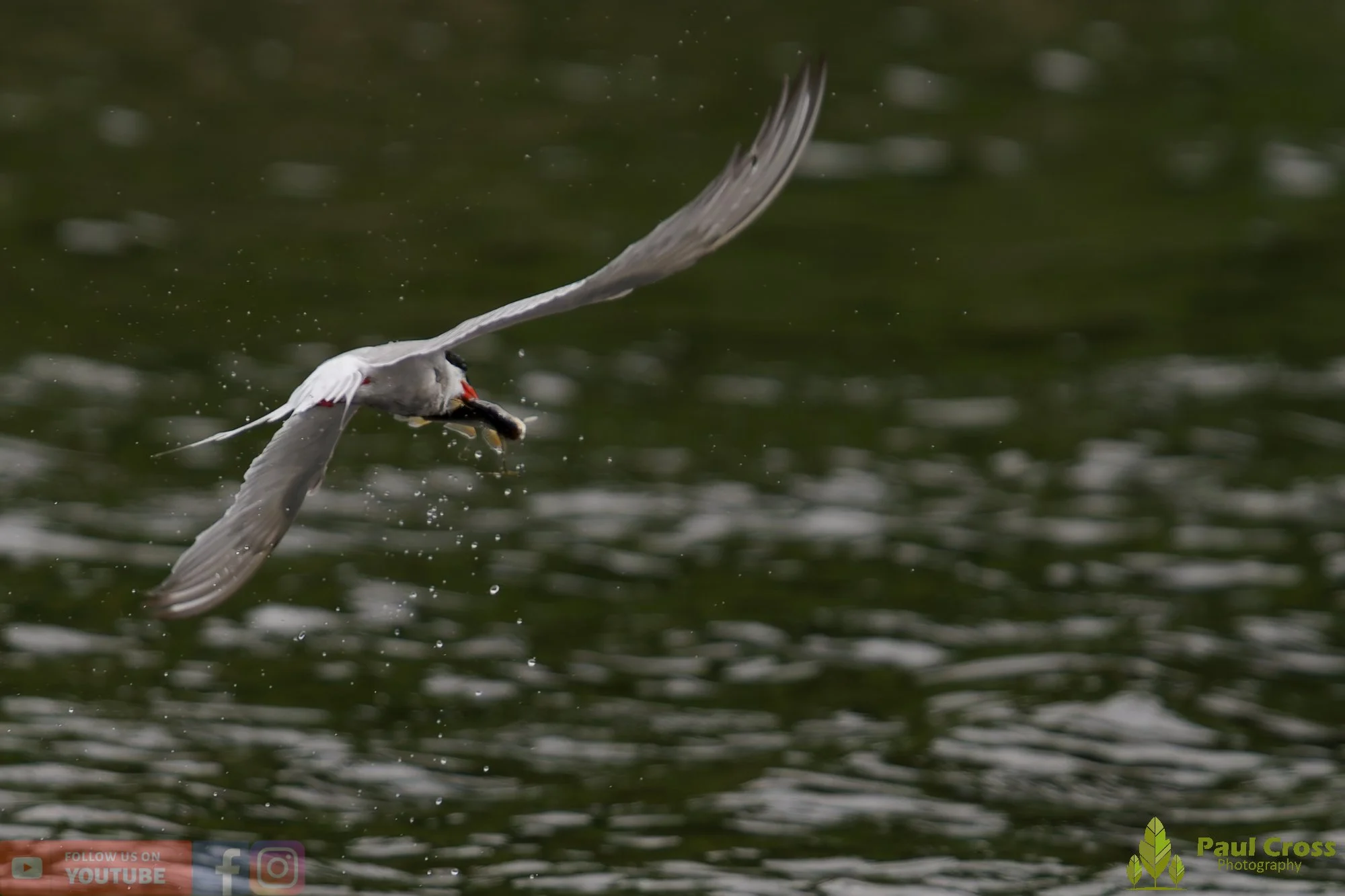 Common Tern-02053.jpg