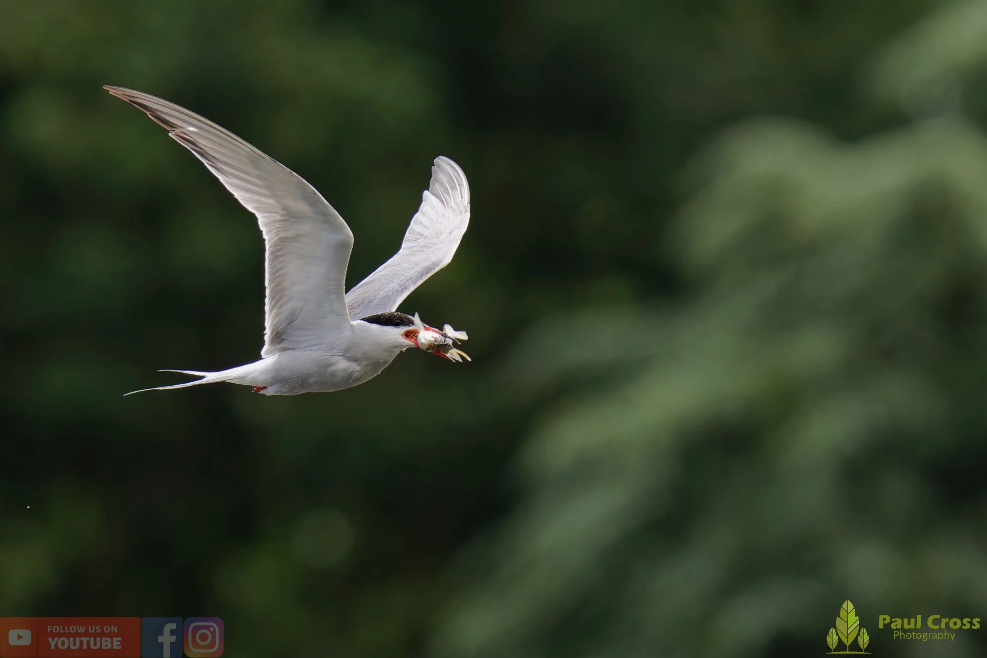Common Tern-02057.jpg