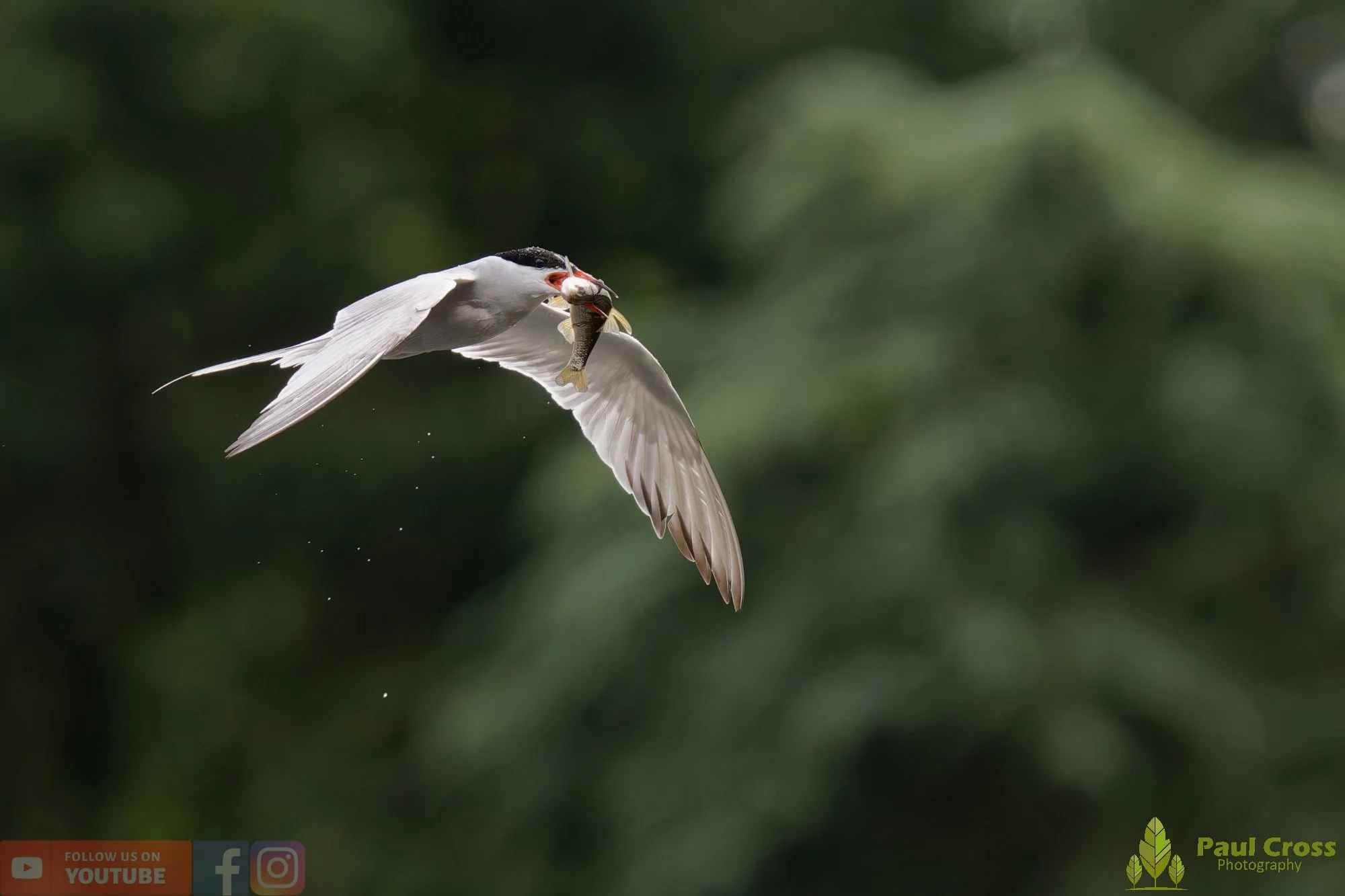 Common Tern-02058.jpg