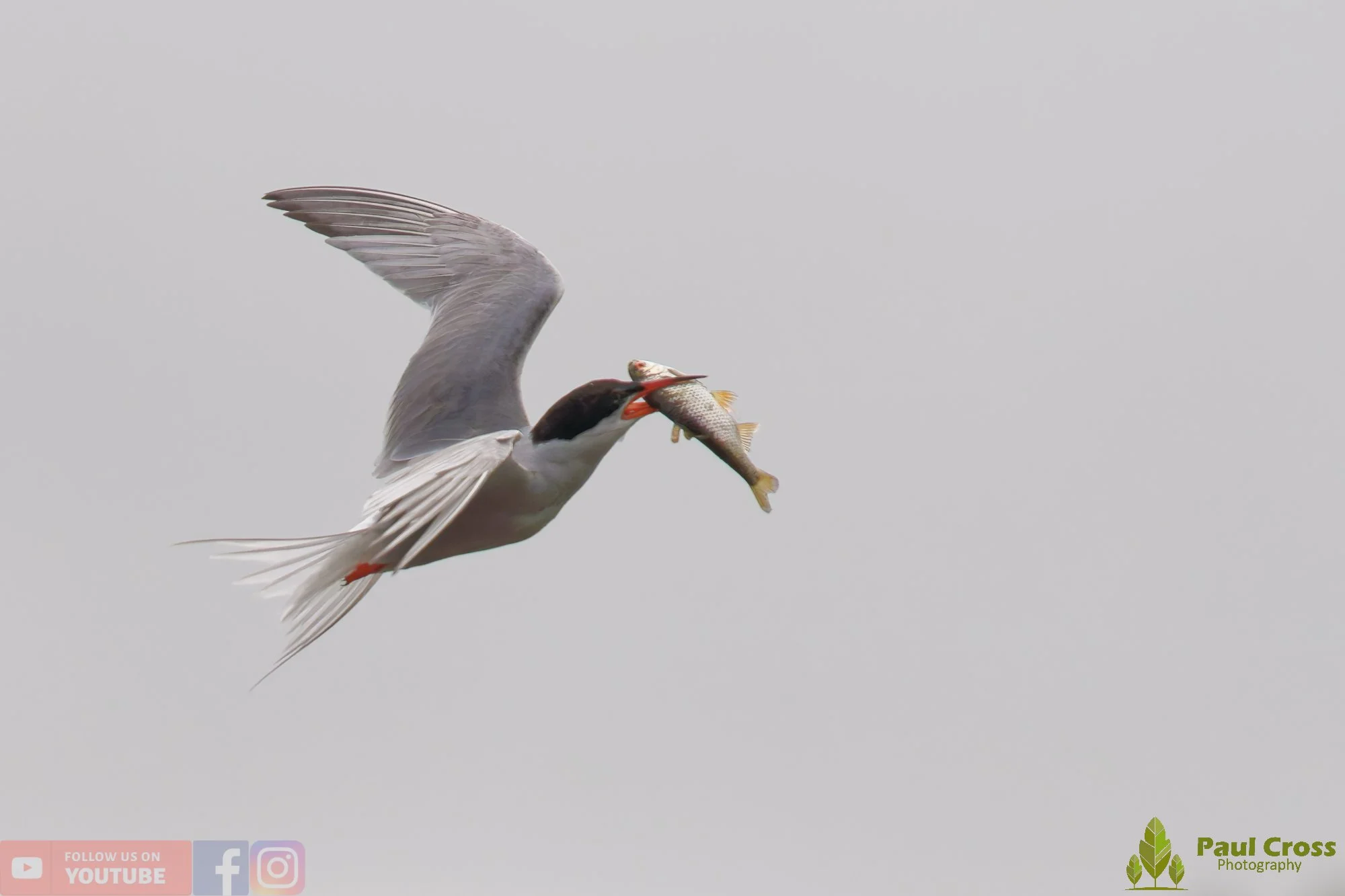 Common Tern-02059.jpg