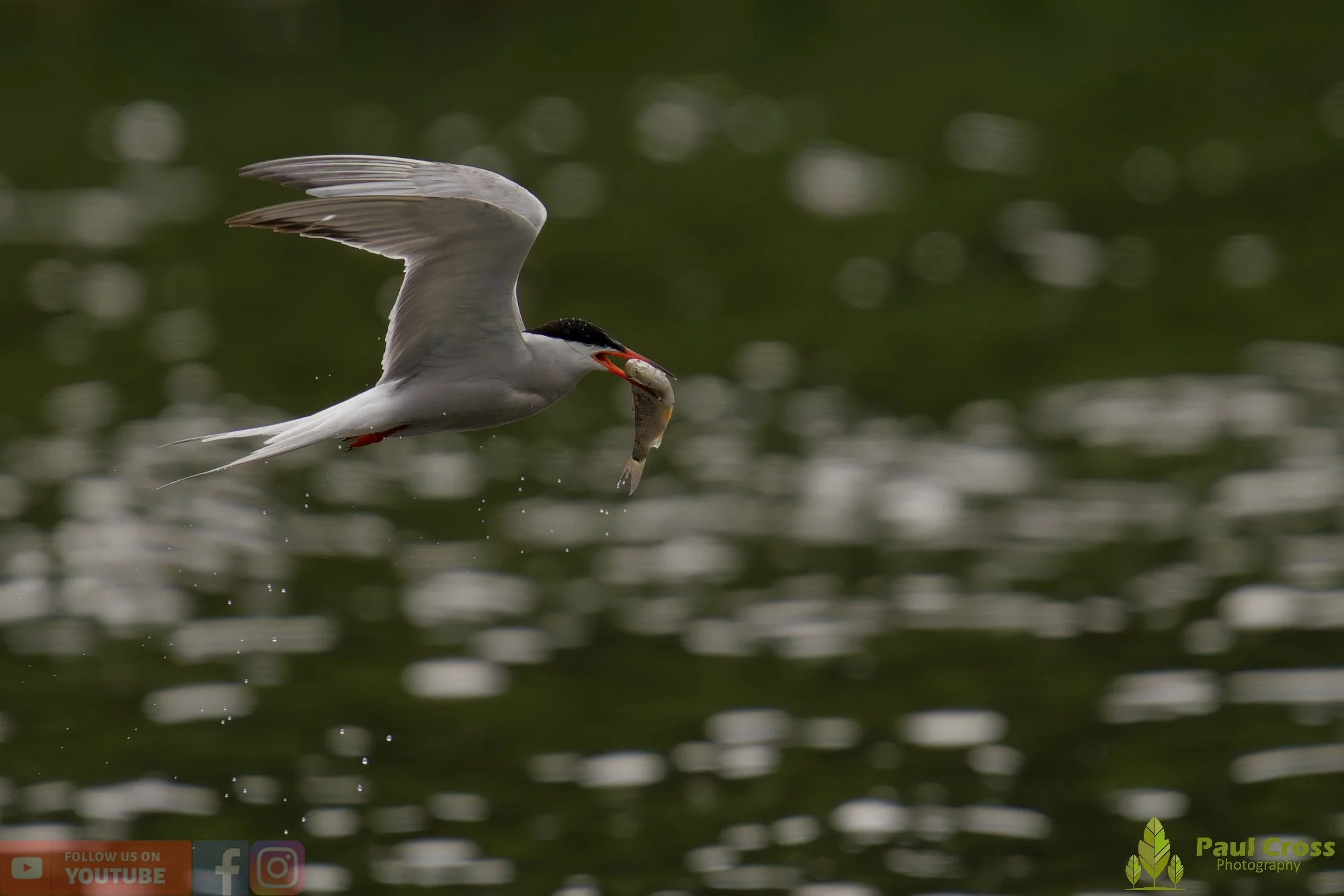 Common Tern-02065.jpg