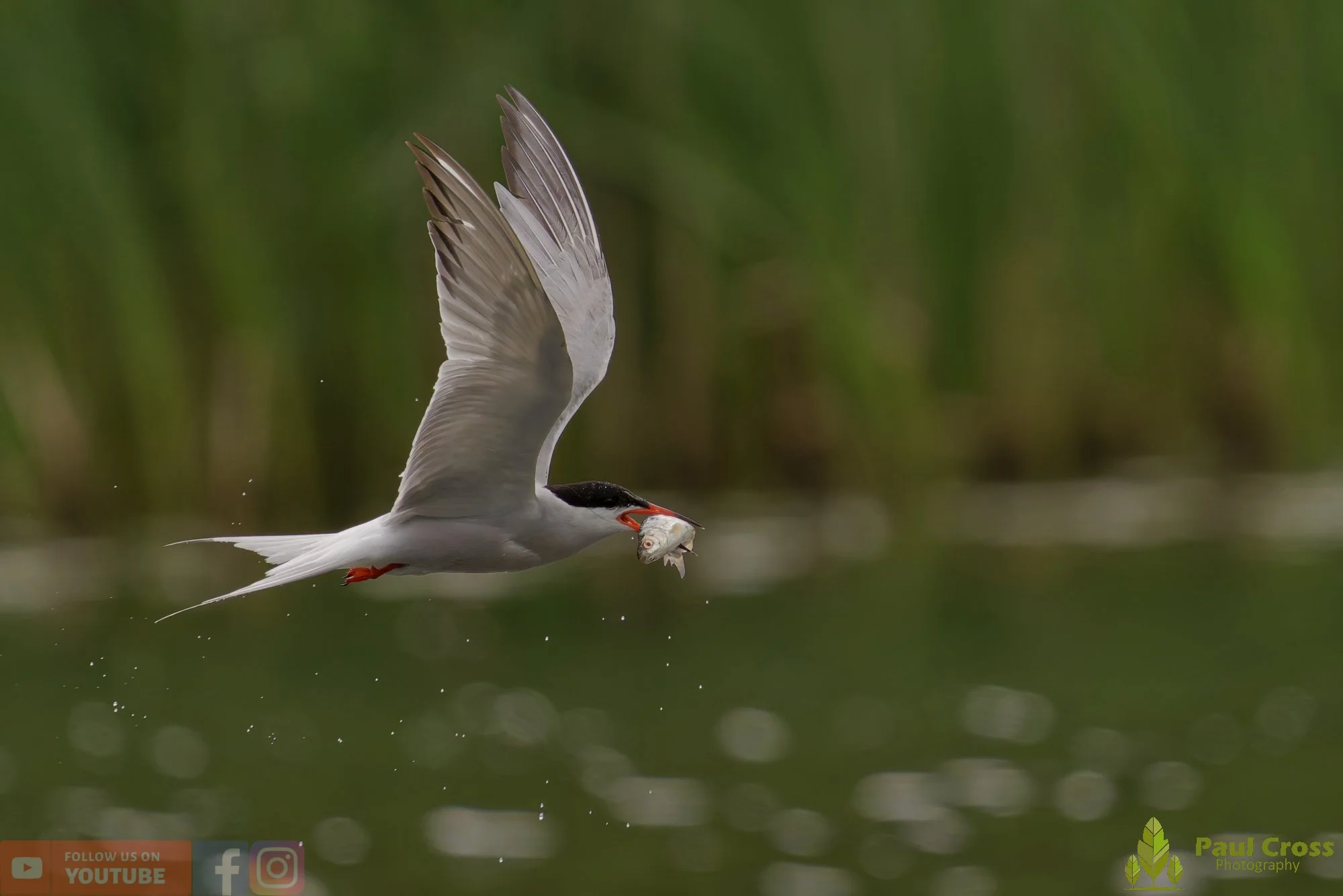 Common Tern-02069.jpg