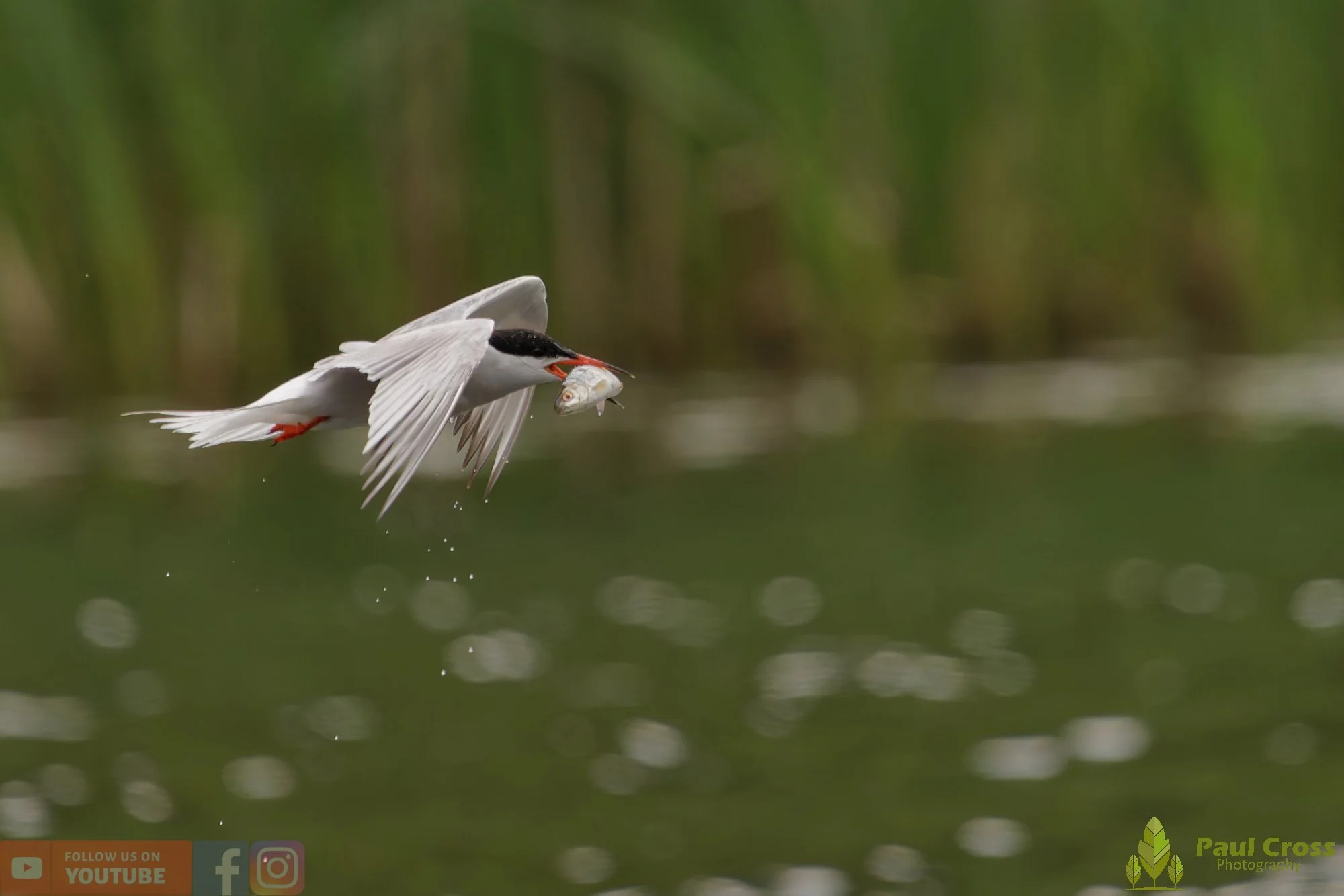 Common Tern-02070.jpg
