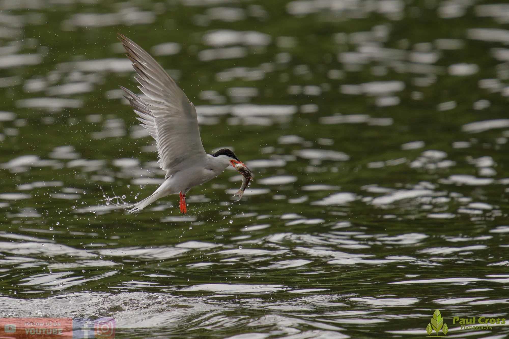 Common Tern-02076.jpg