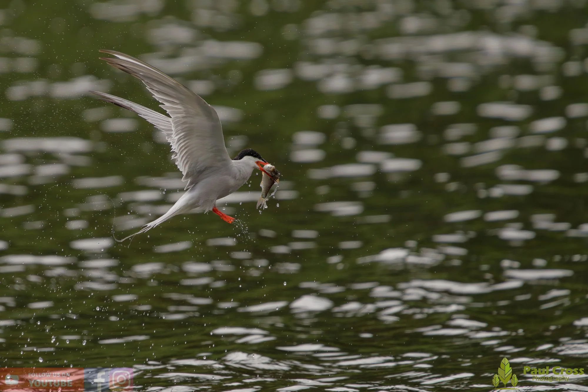 Common Tern-02077.jpg