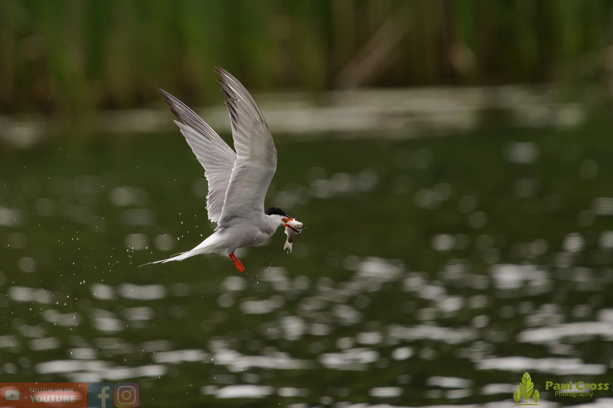 Common Tern-02079.jpg