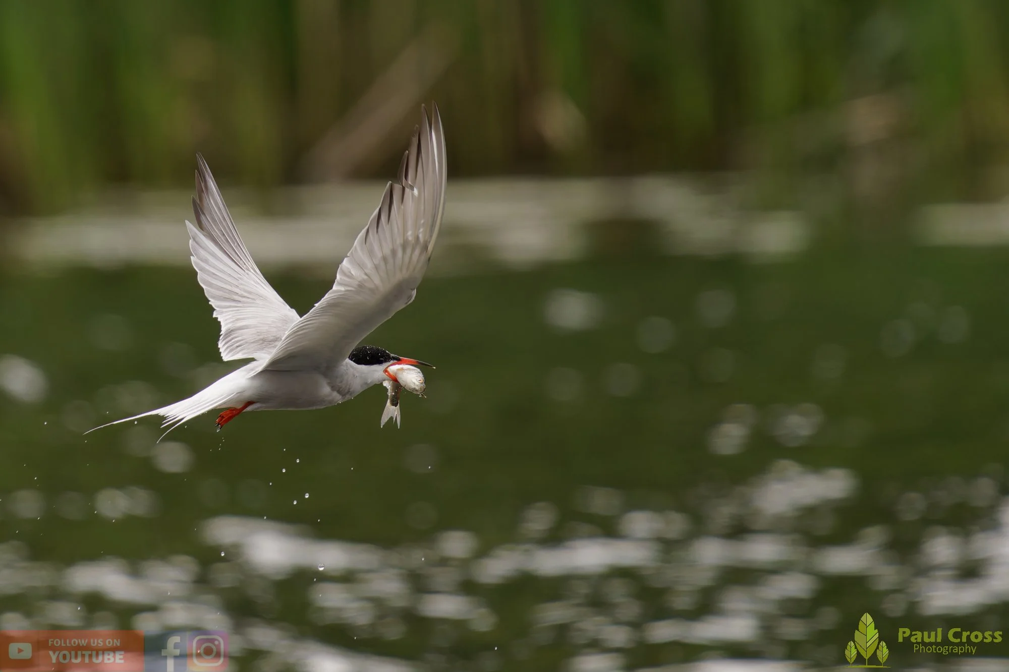 Common Tern-02080.jpg