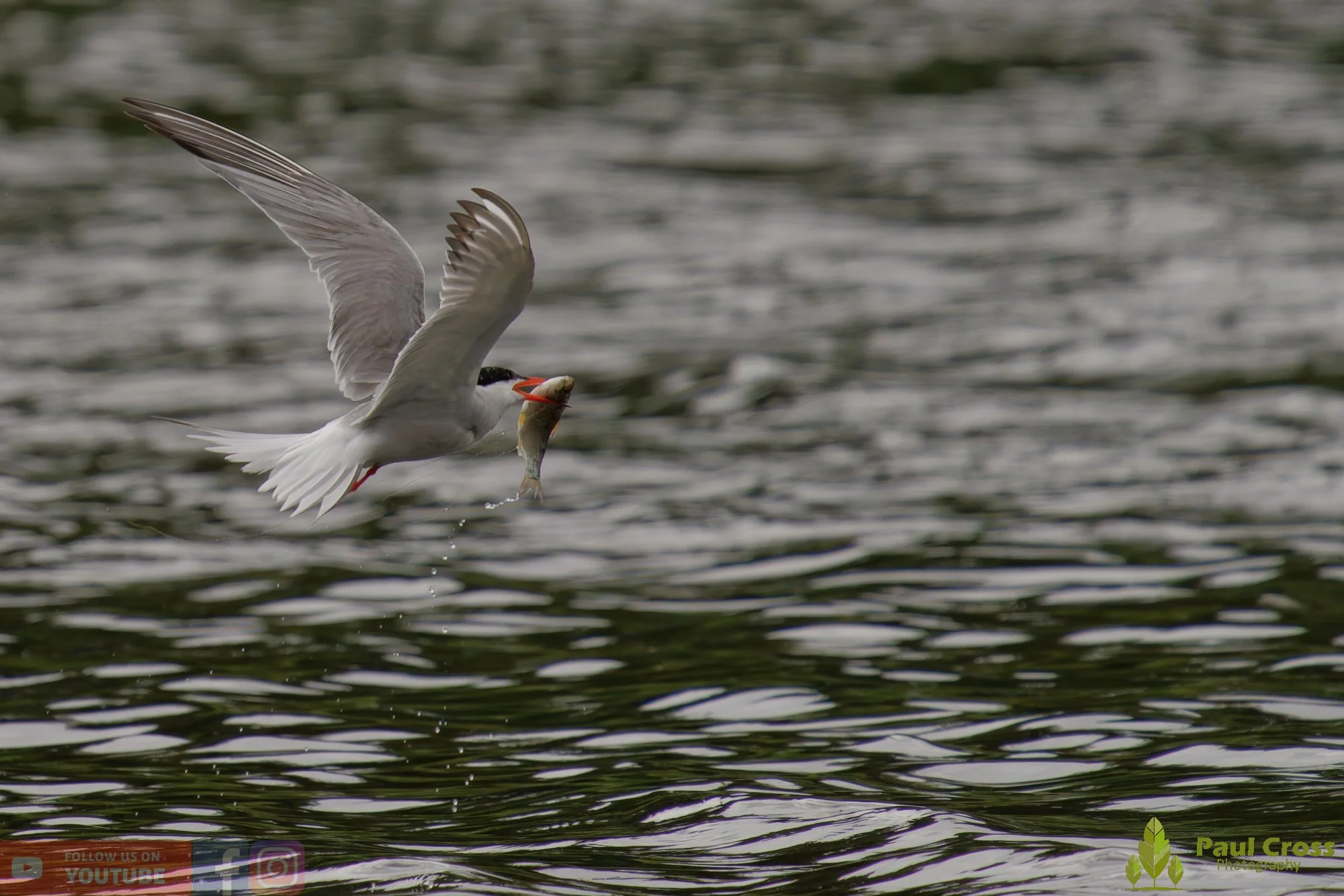 Common Tern-02085.jpg