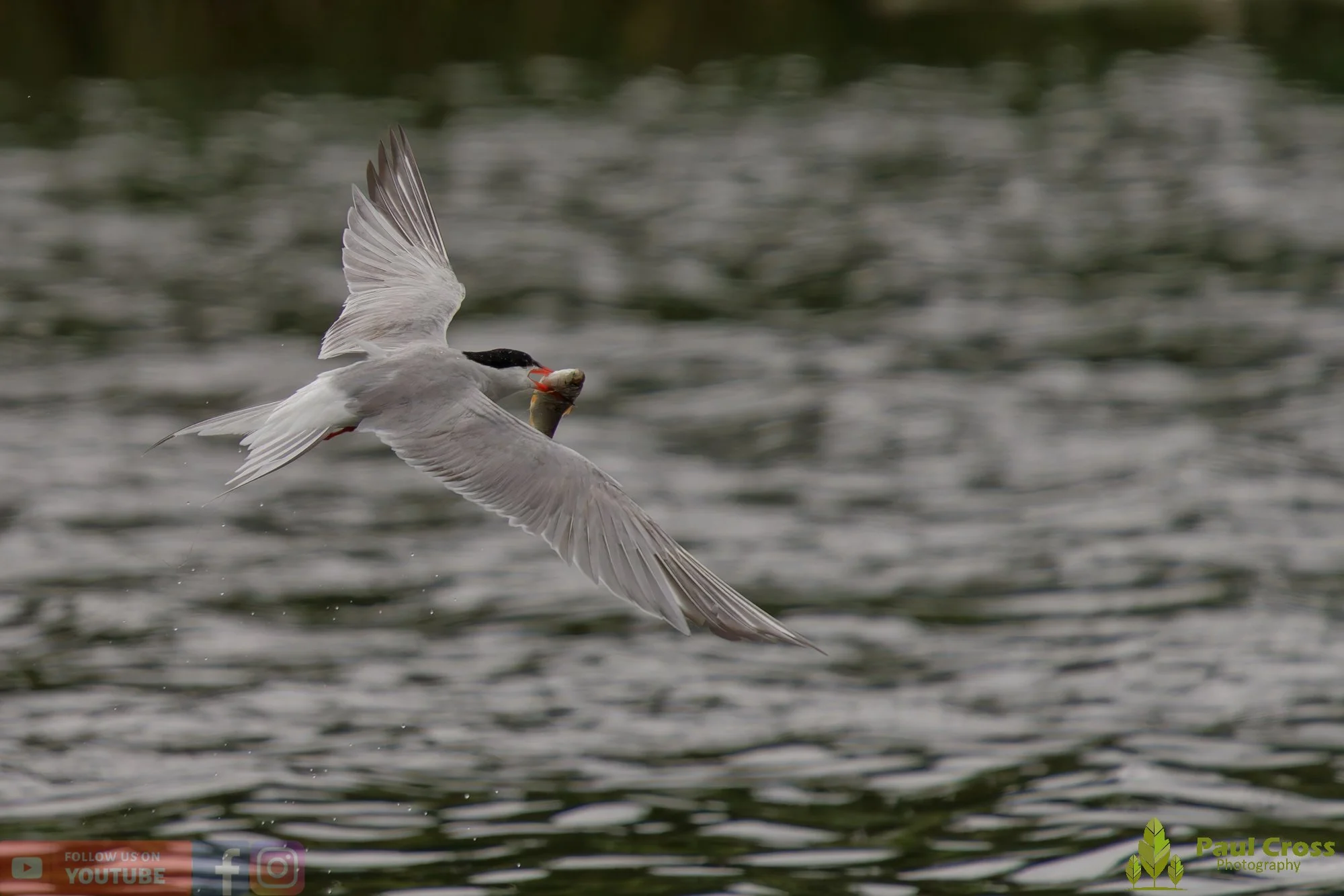 Common Tern-02086.jpg