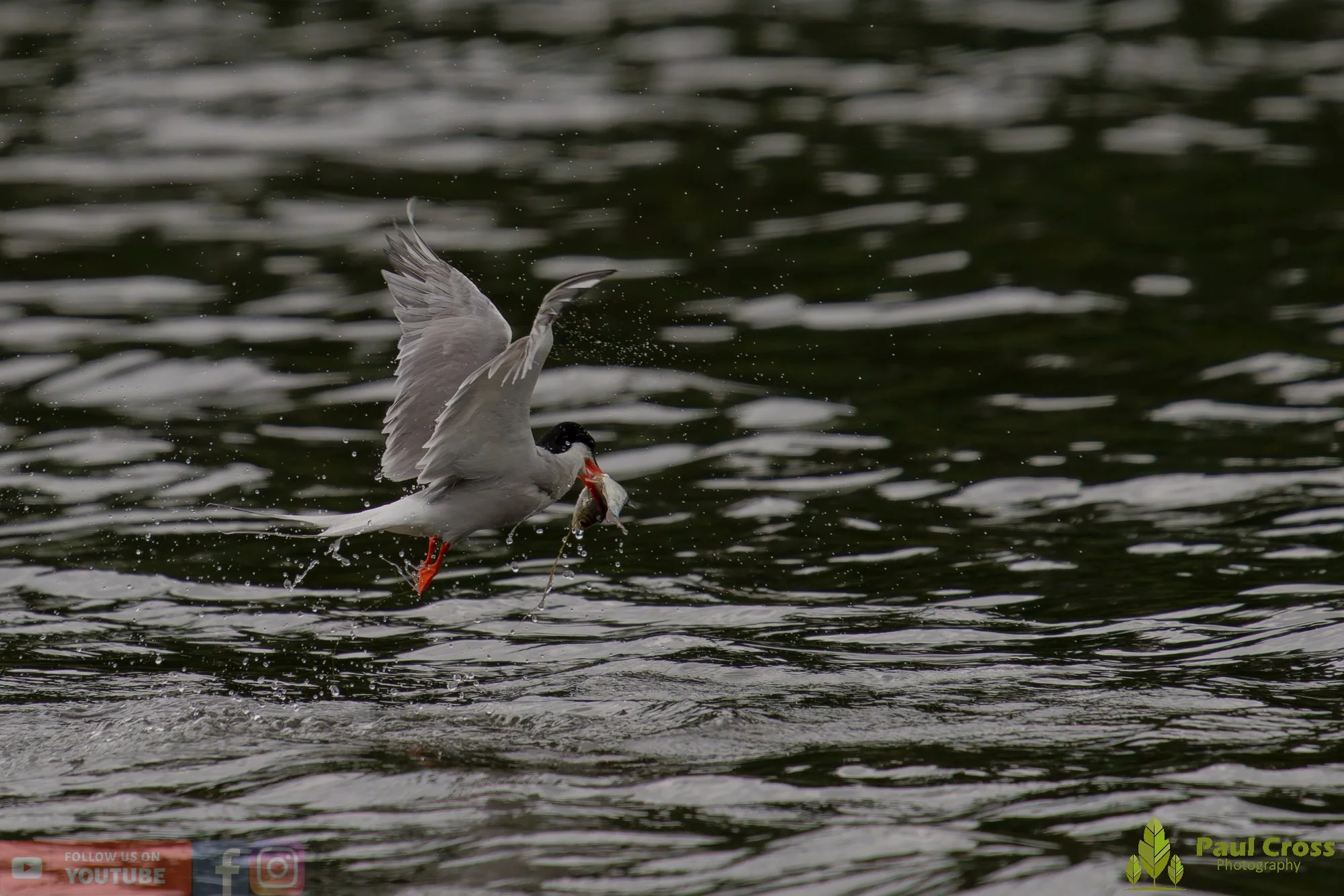 Common Tern-02089.jpg
