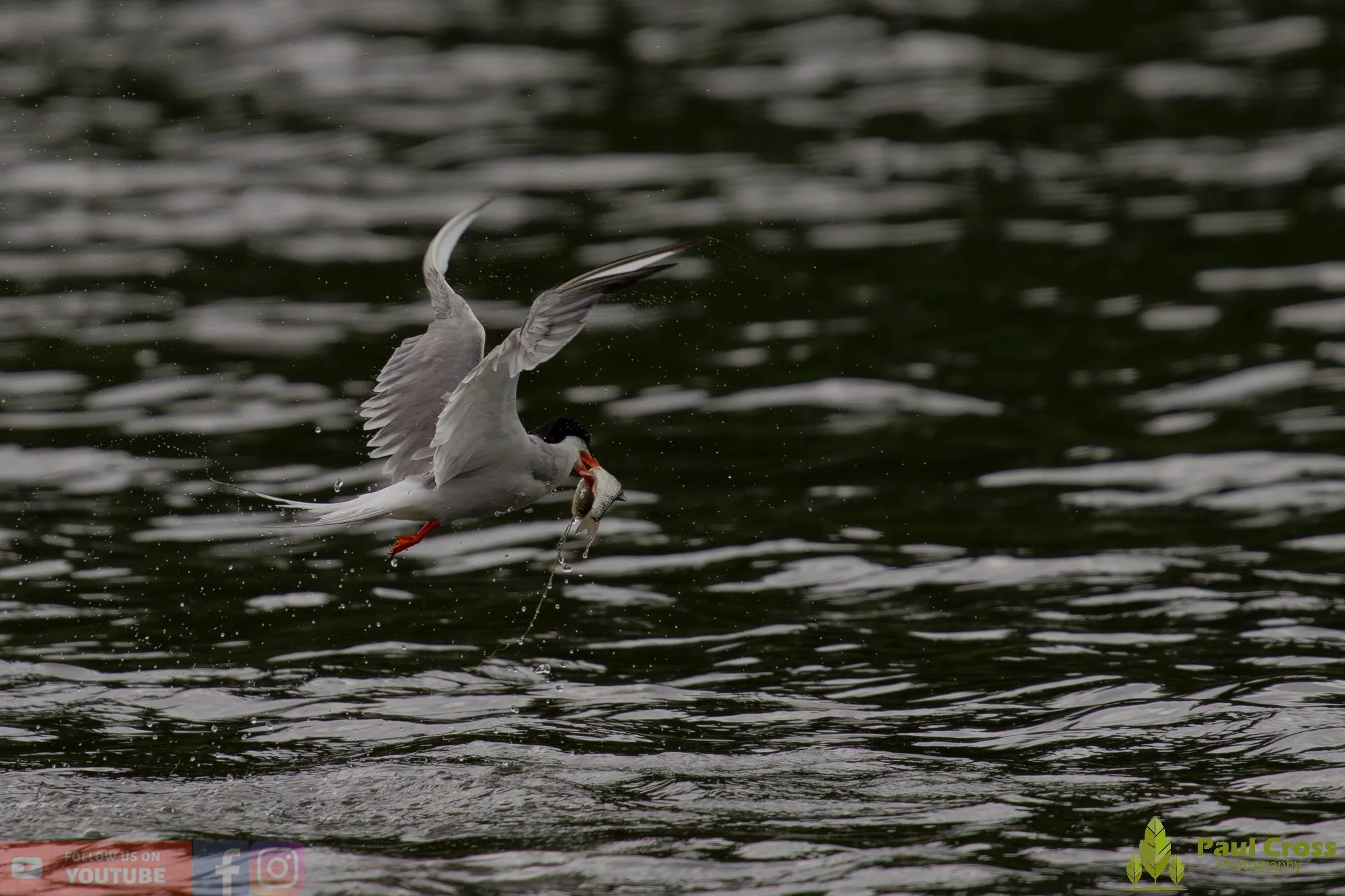 Common Tern-02090.jpg