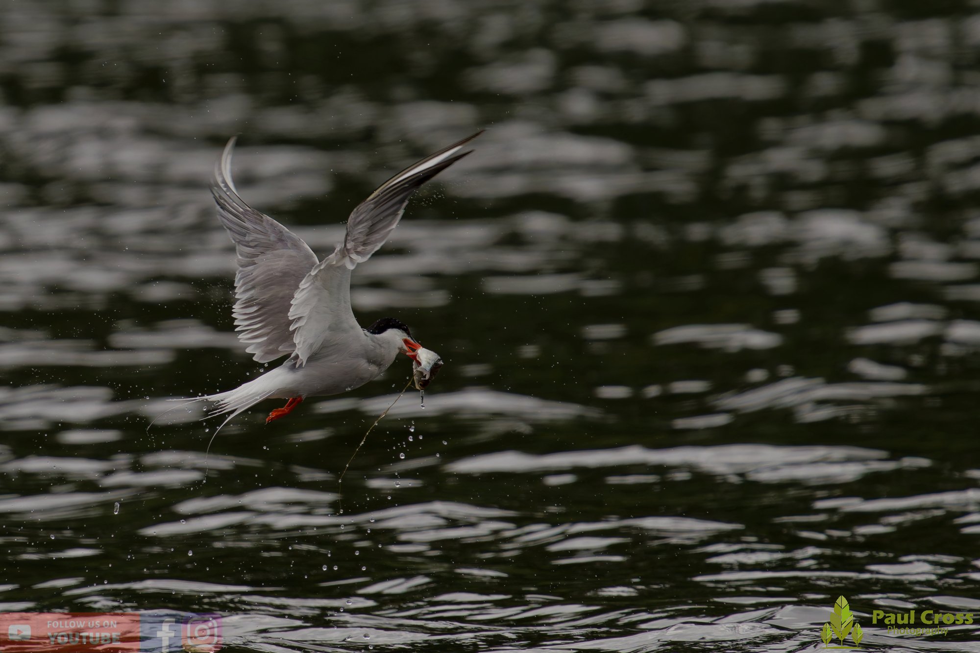 Common Tern-02091.jpg
