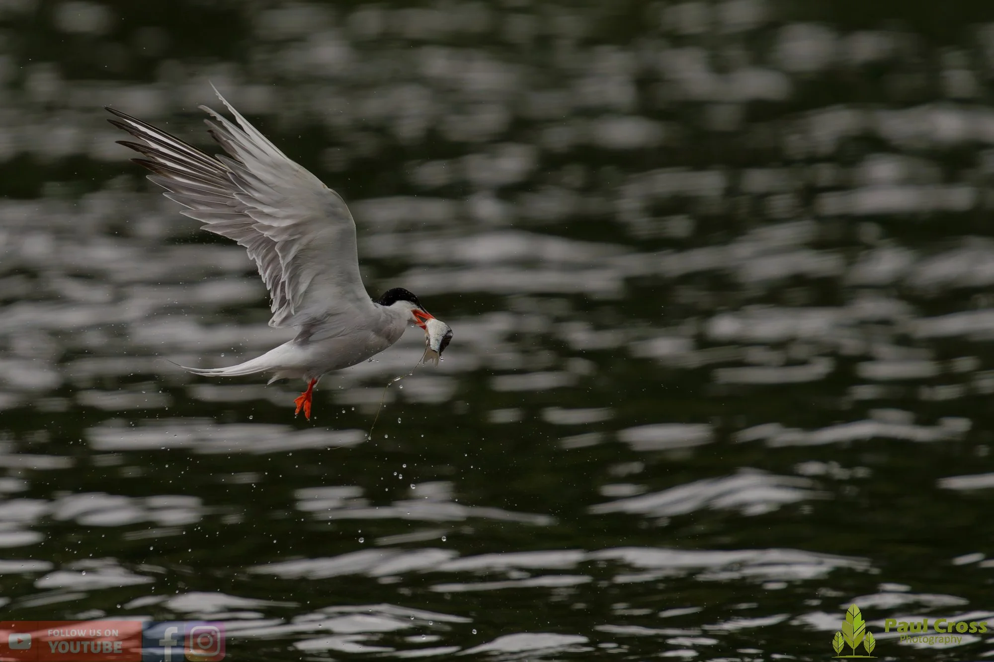 Common Tern-02092.jpg