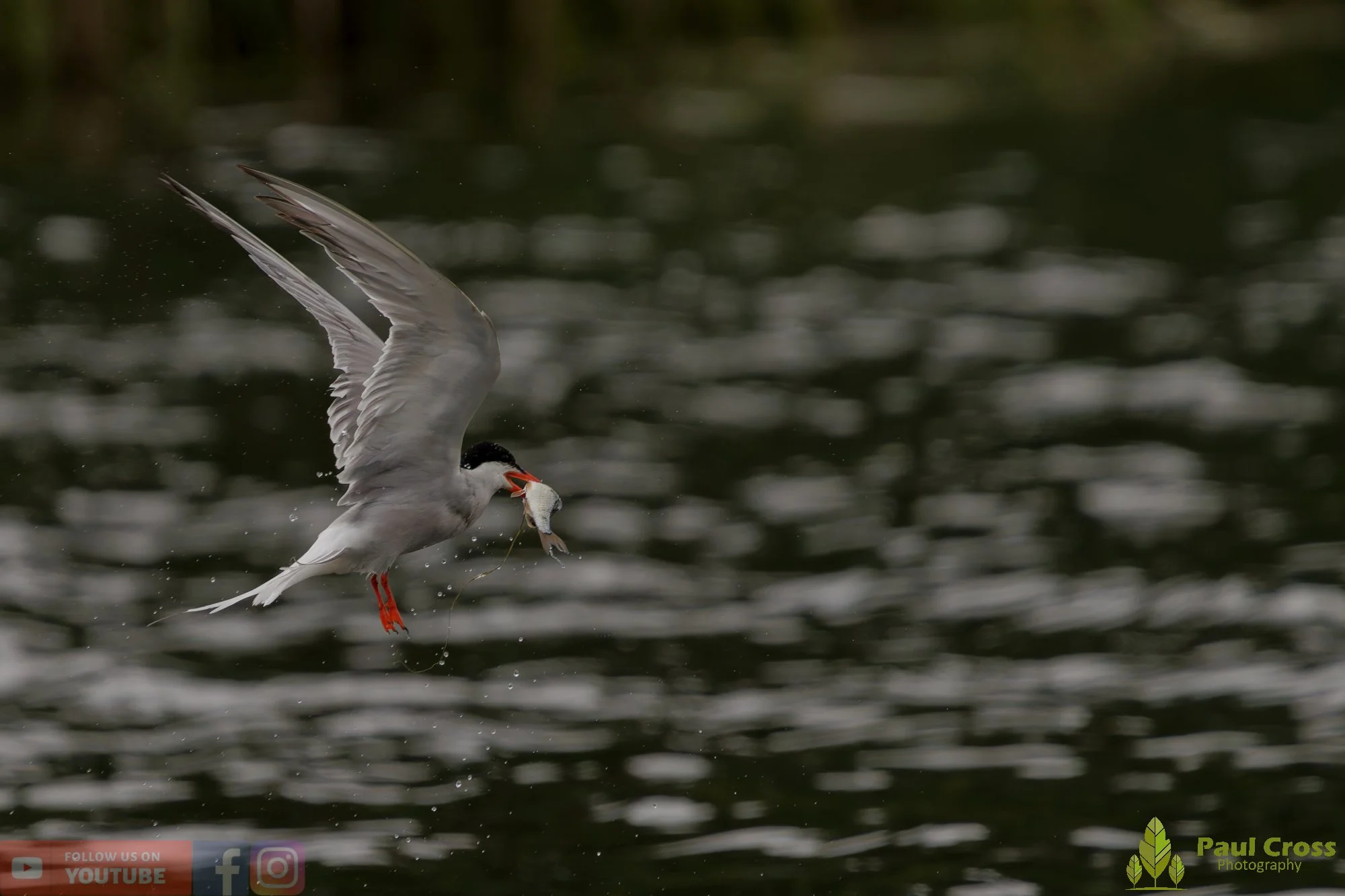 Common Tern-02093.jpg