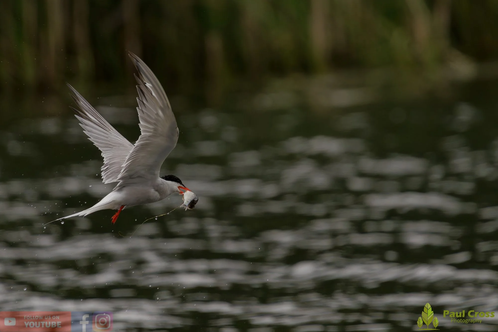 Common Tern-02094.jpg