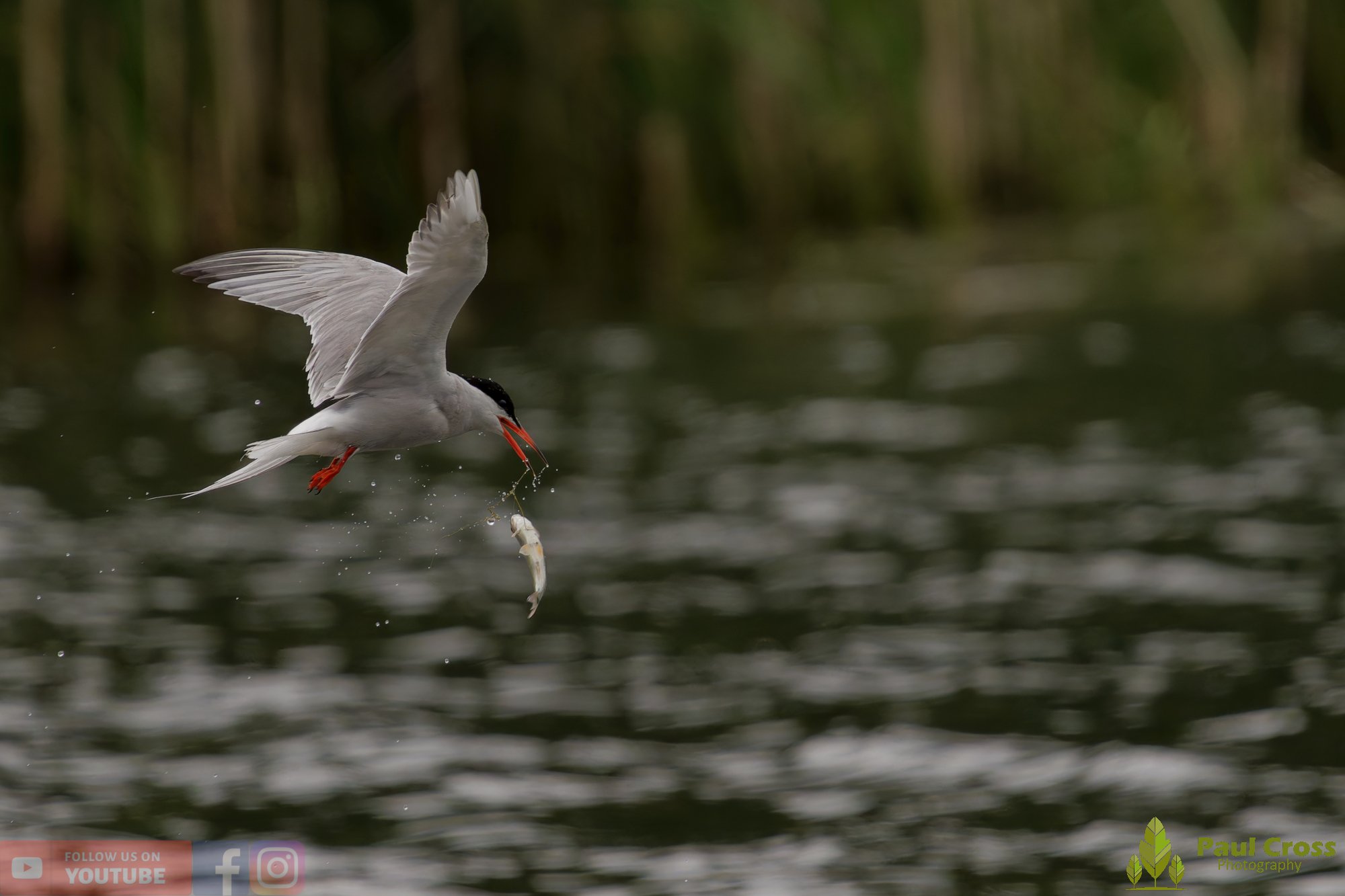 Common Tern-02095.jpg