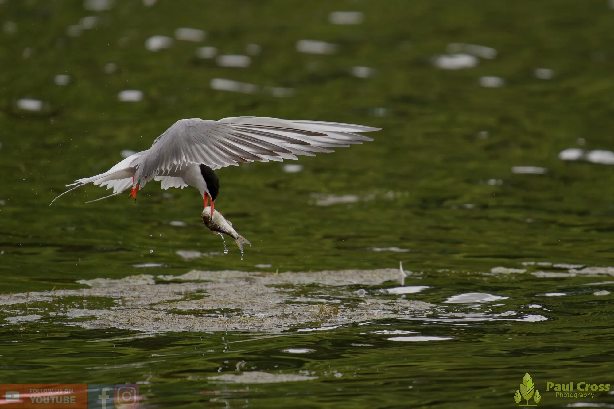 Common Tern-02098.jpg