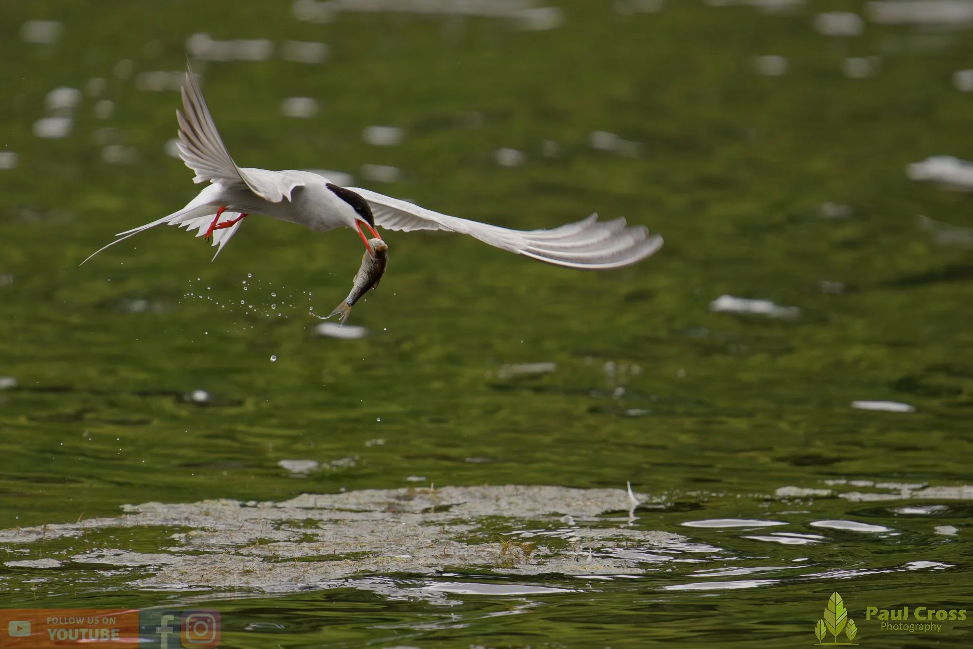 Common Tern-02099.jpg