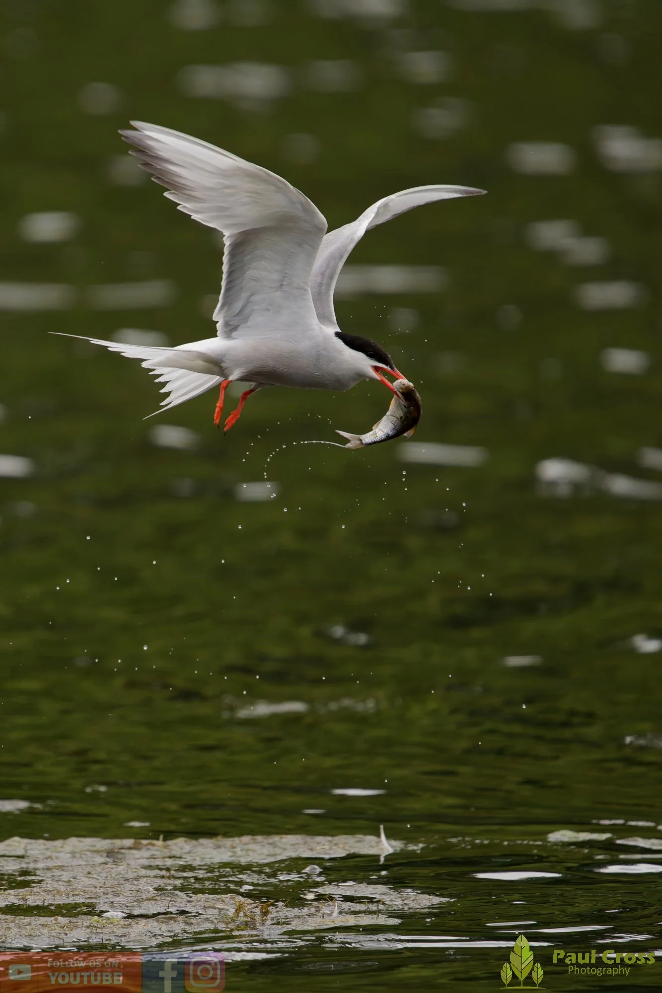 Common Tern-02100.jpg