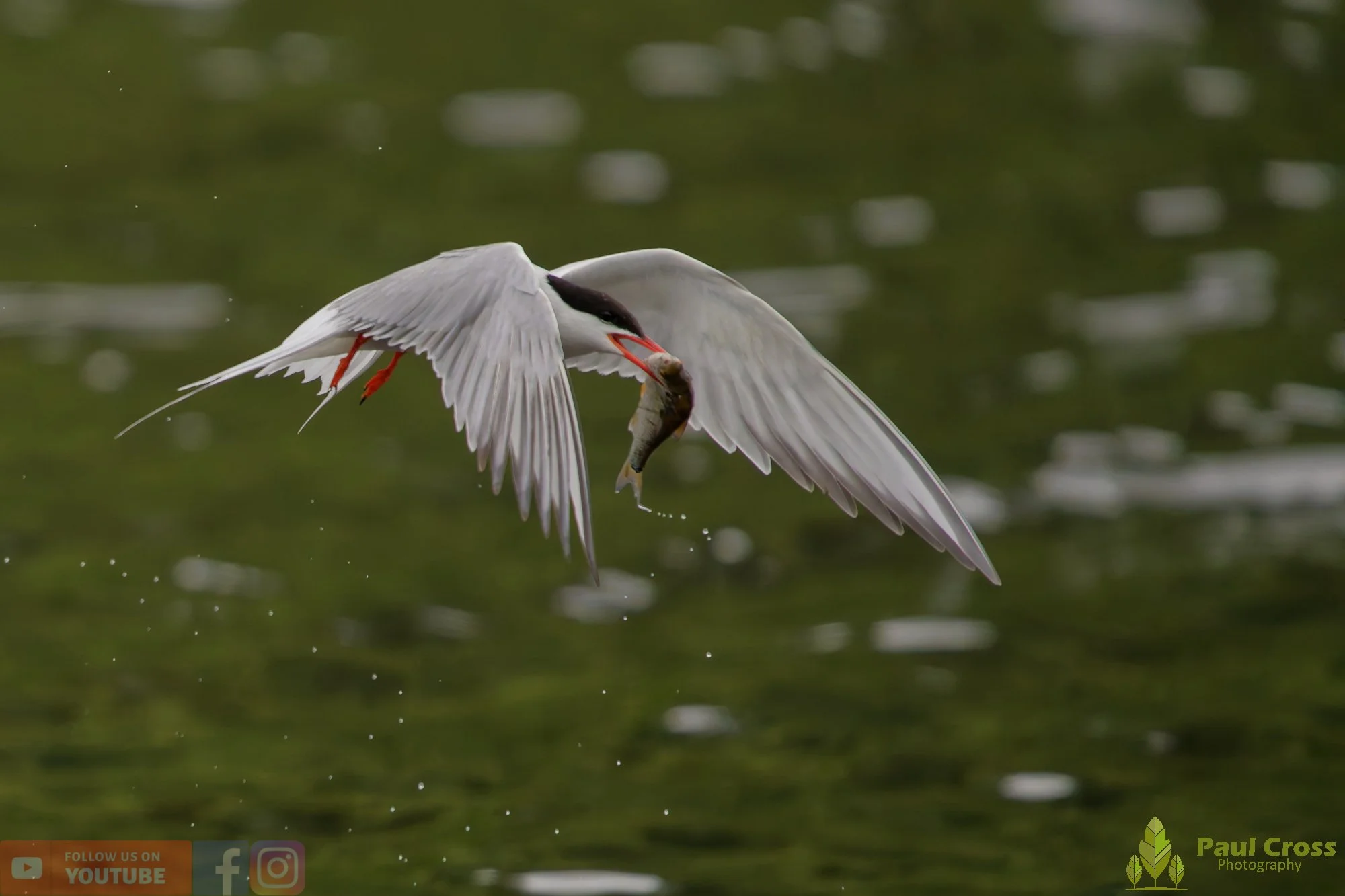 Common Tern-02101.jpg