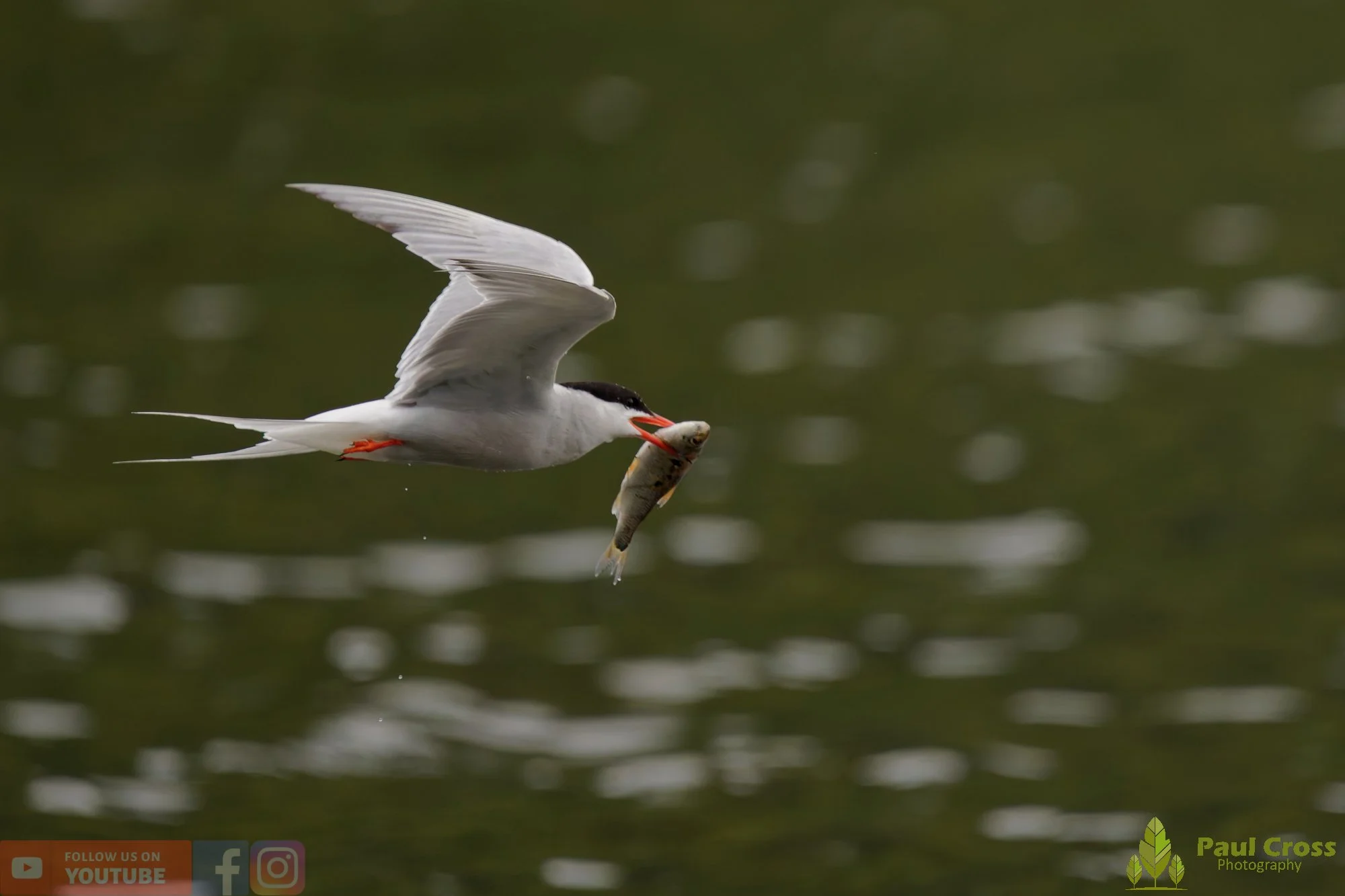 Common Tern-02102.jpg