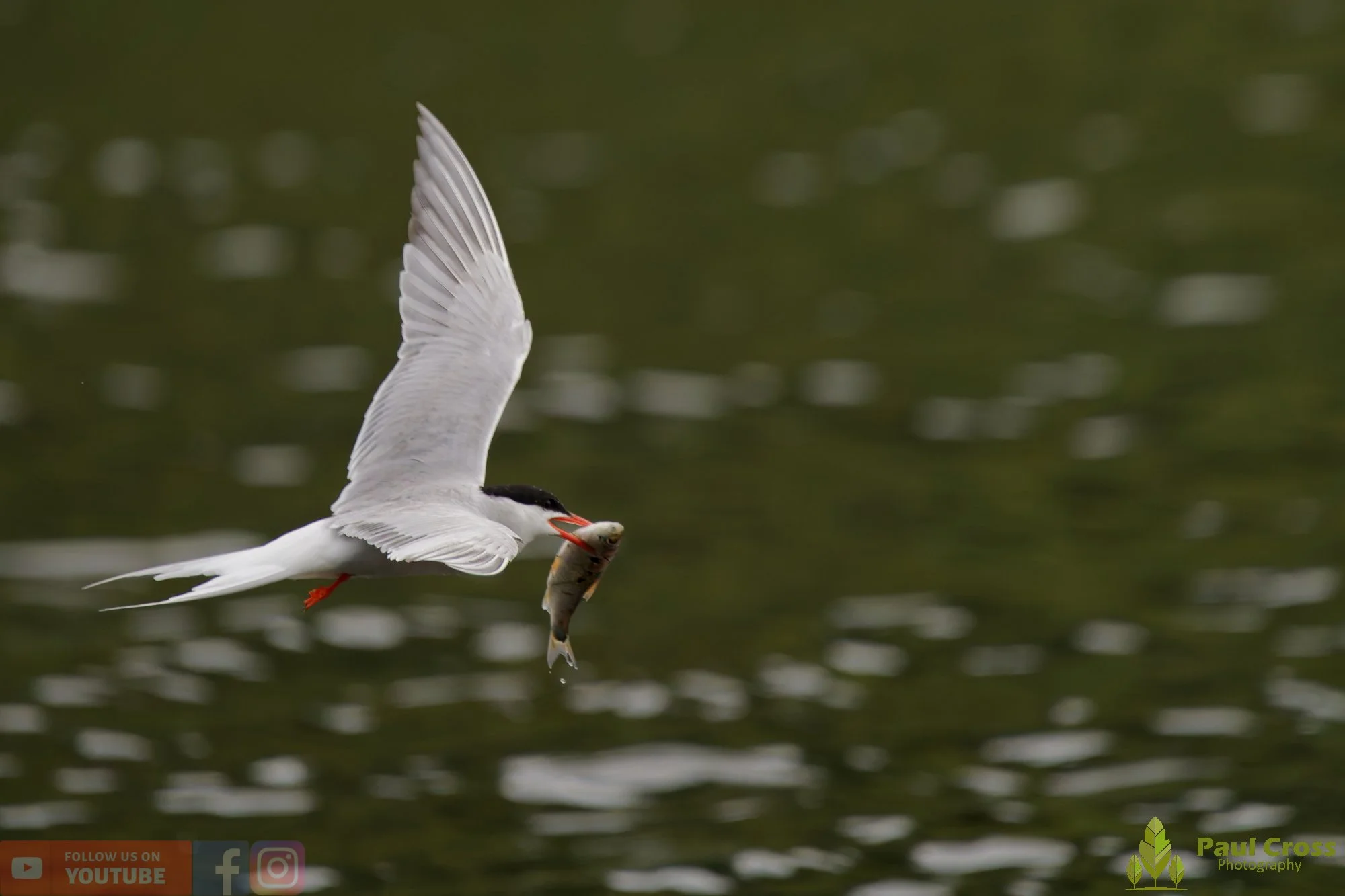 Common Tern-02103.jpg