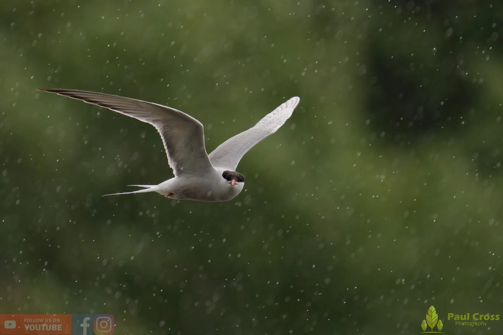 Common Tern-02110.jpg