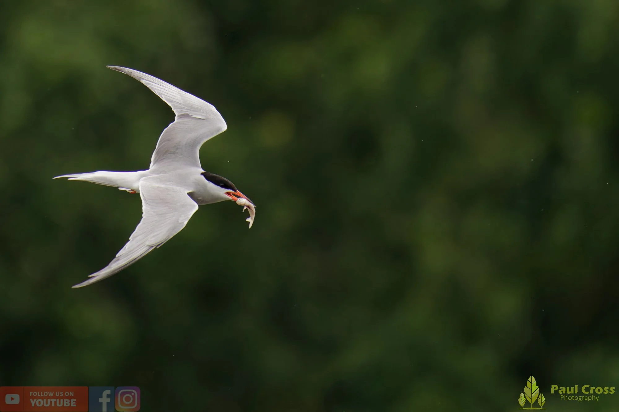 Common Tern-02111.jpg