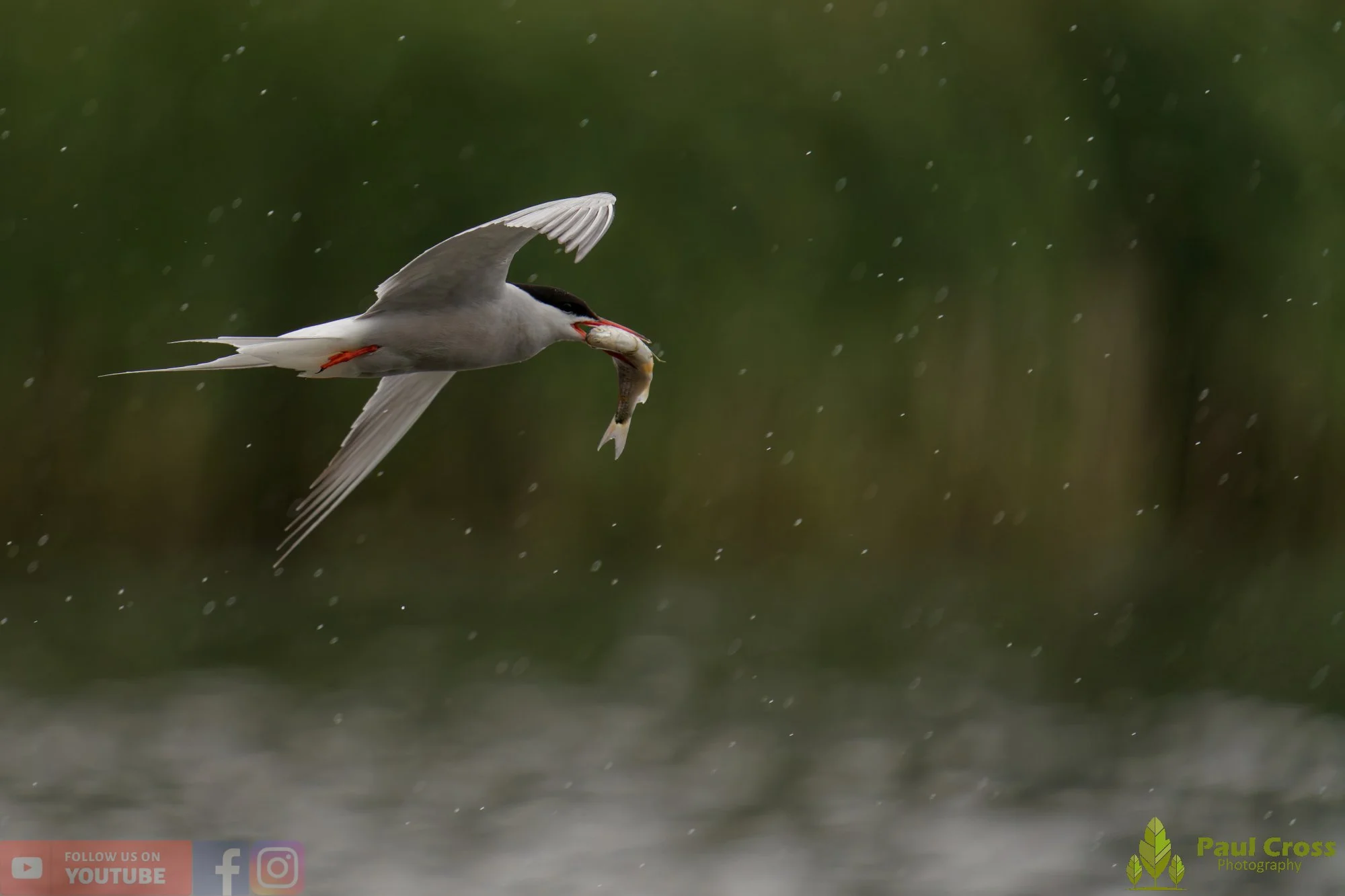 Common Tern-02112.jpg