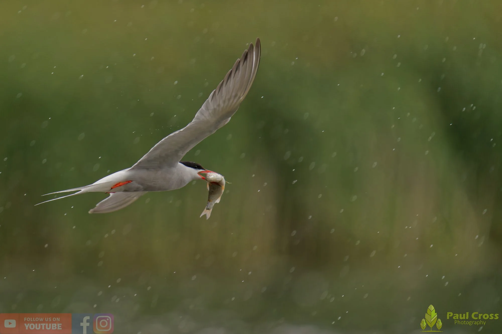 Common Tern-02113.jpg