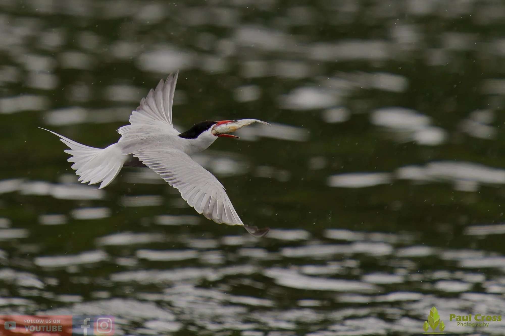 Common Tern-02115.jpg
