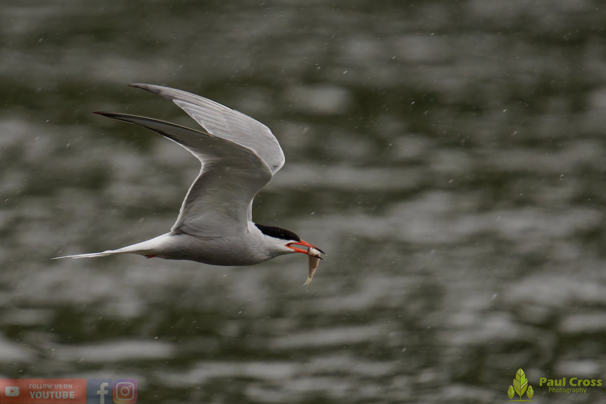 Common Tern-02123.jpg