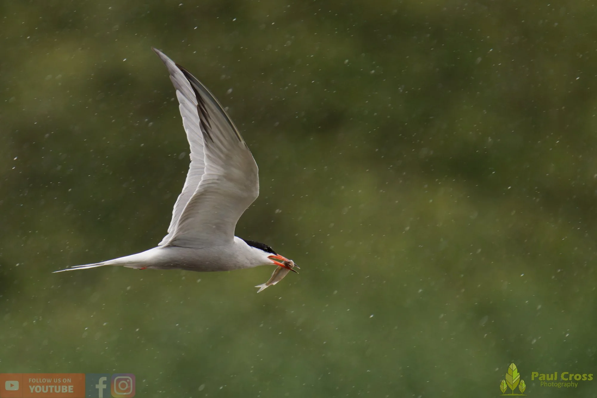 Common Tern-02124.jpg