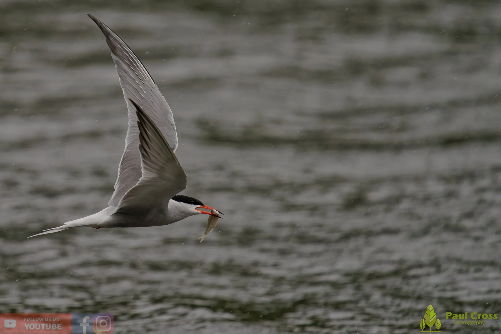Common Tern-02125.jpg