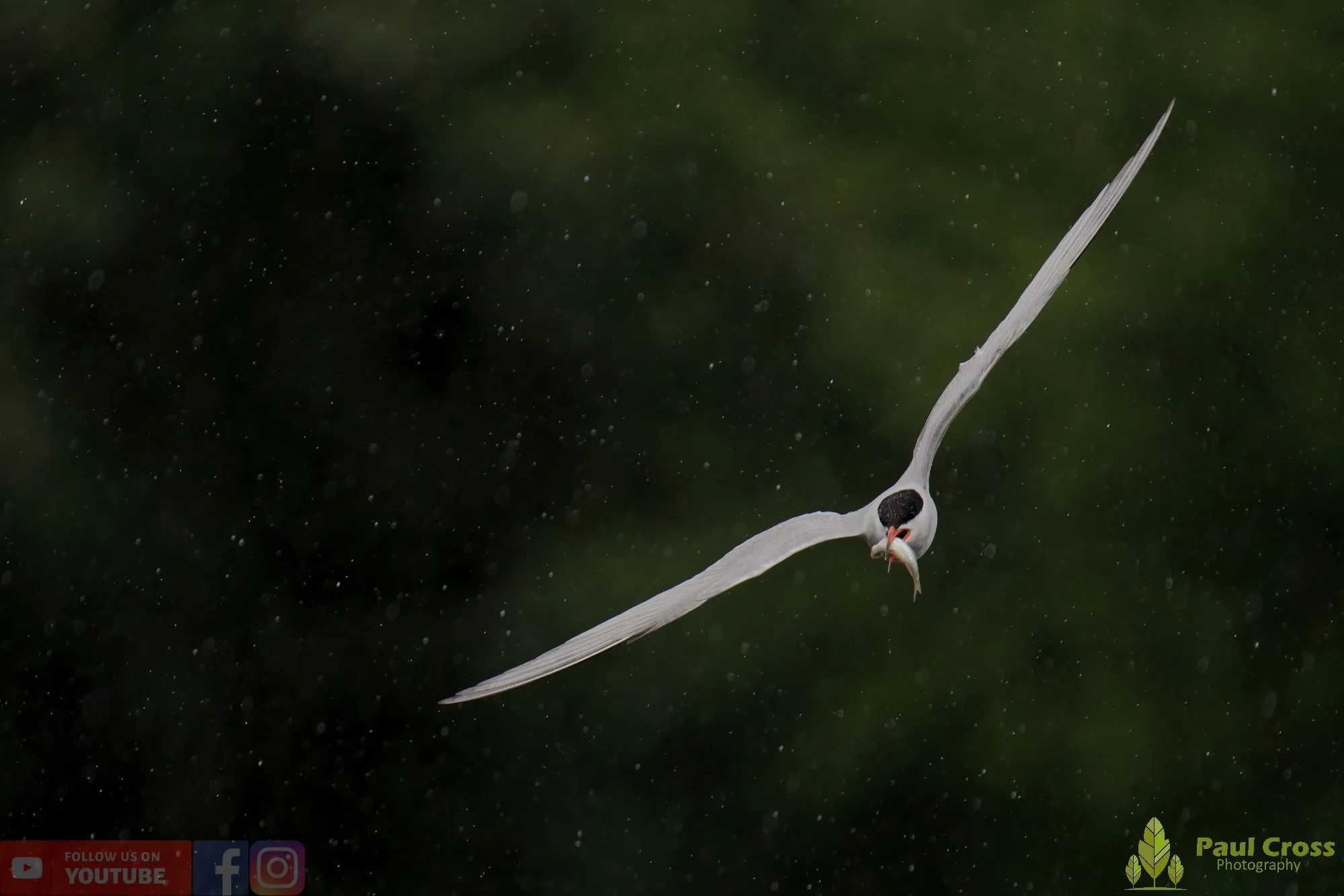Common Tern-02126.jpg