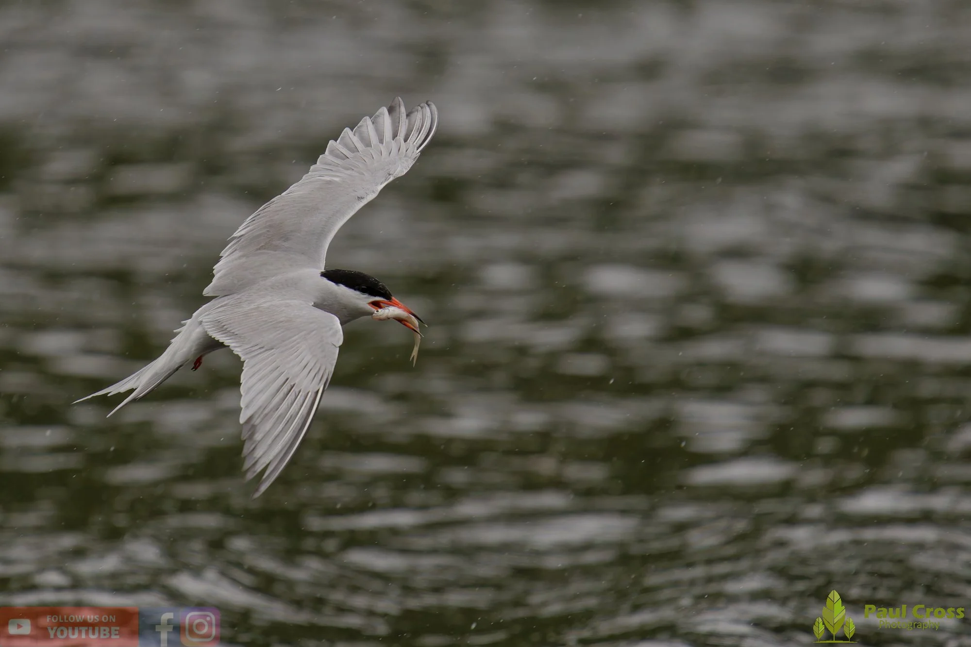 Common Tern-02127.jpg