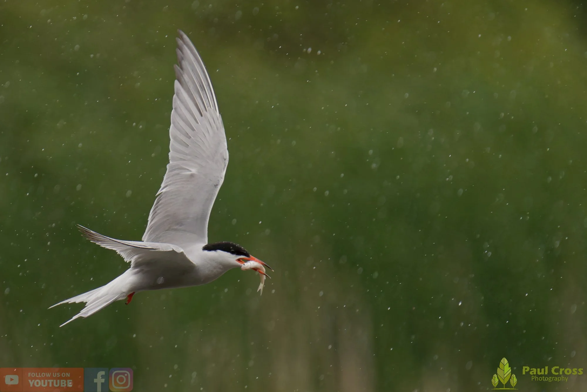 Common Tern-02128.jpg