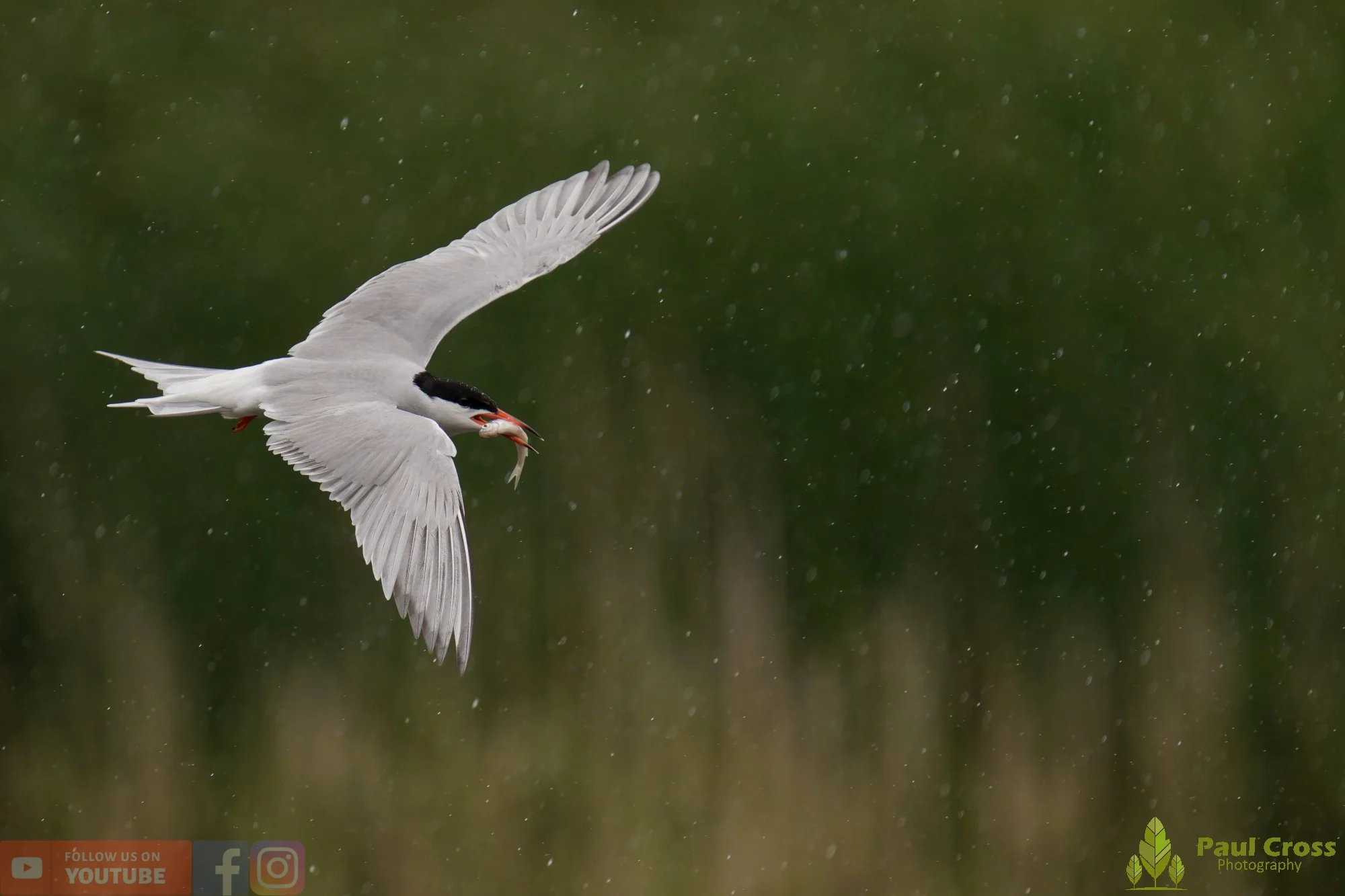 Common Tern-02129.jpg