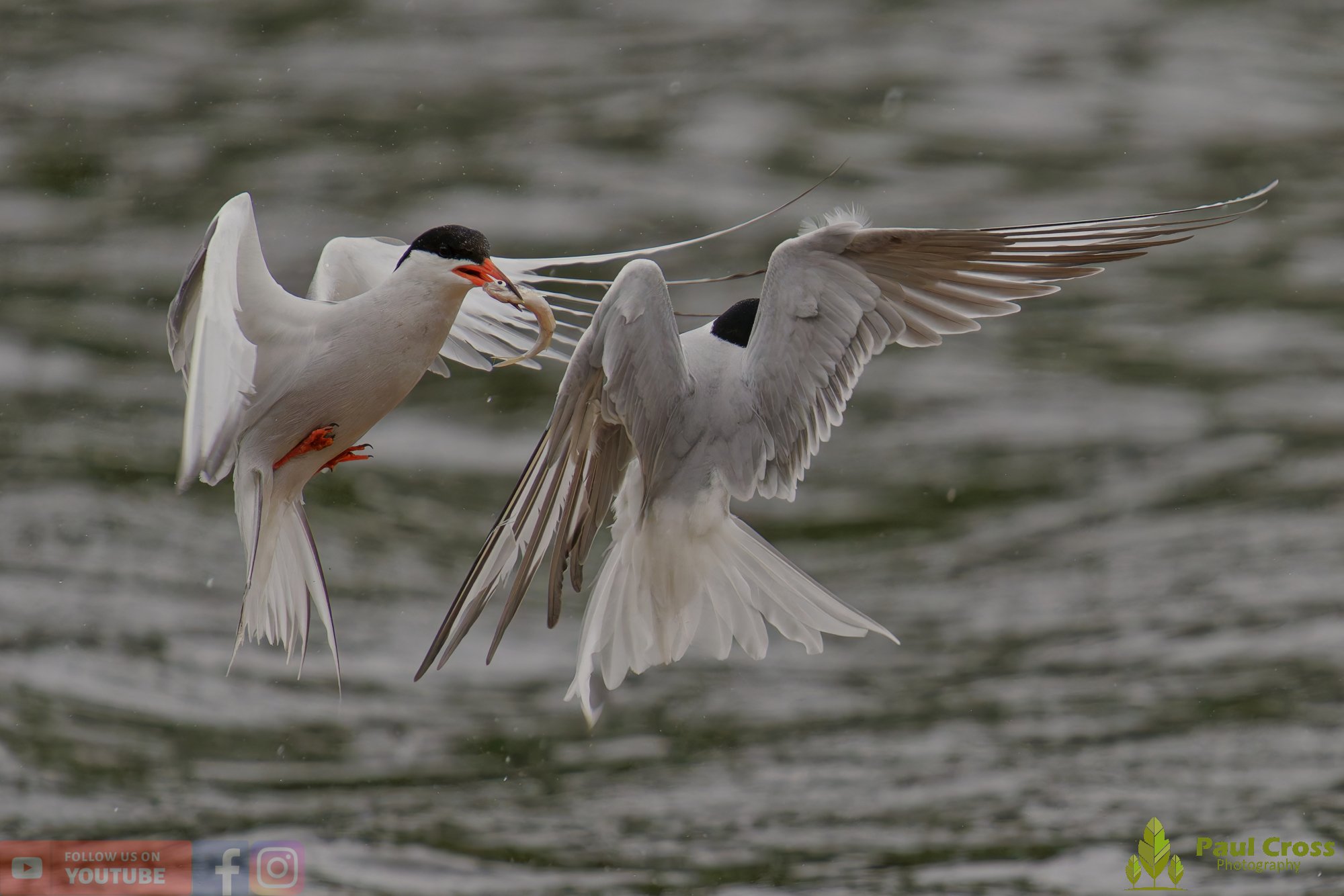 Common Tern-02130.jpg