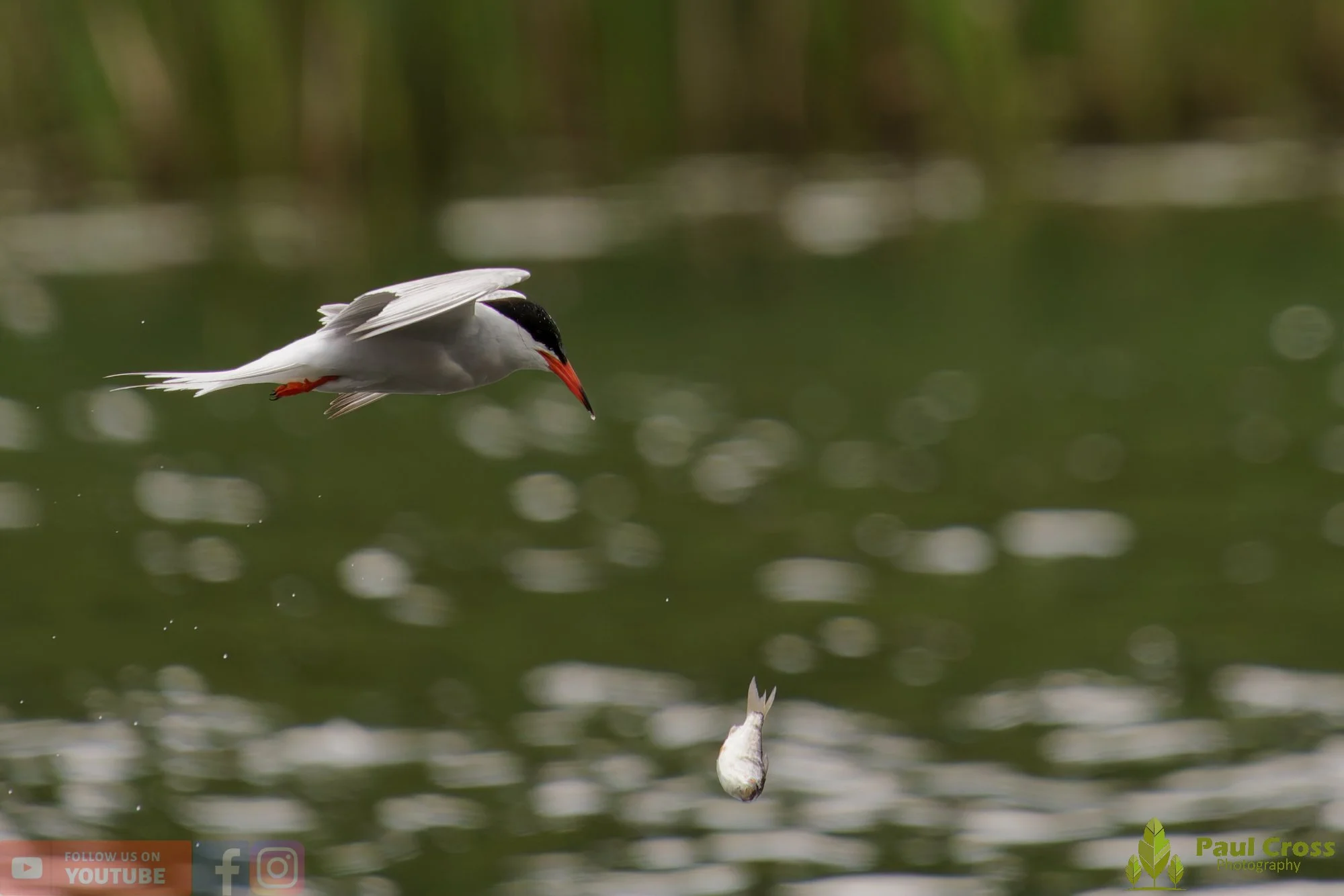 Common Tern-02072.jpg