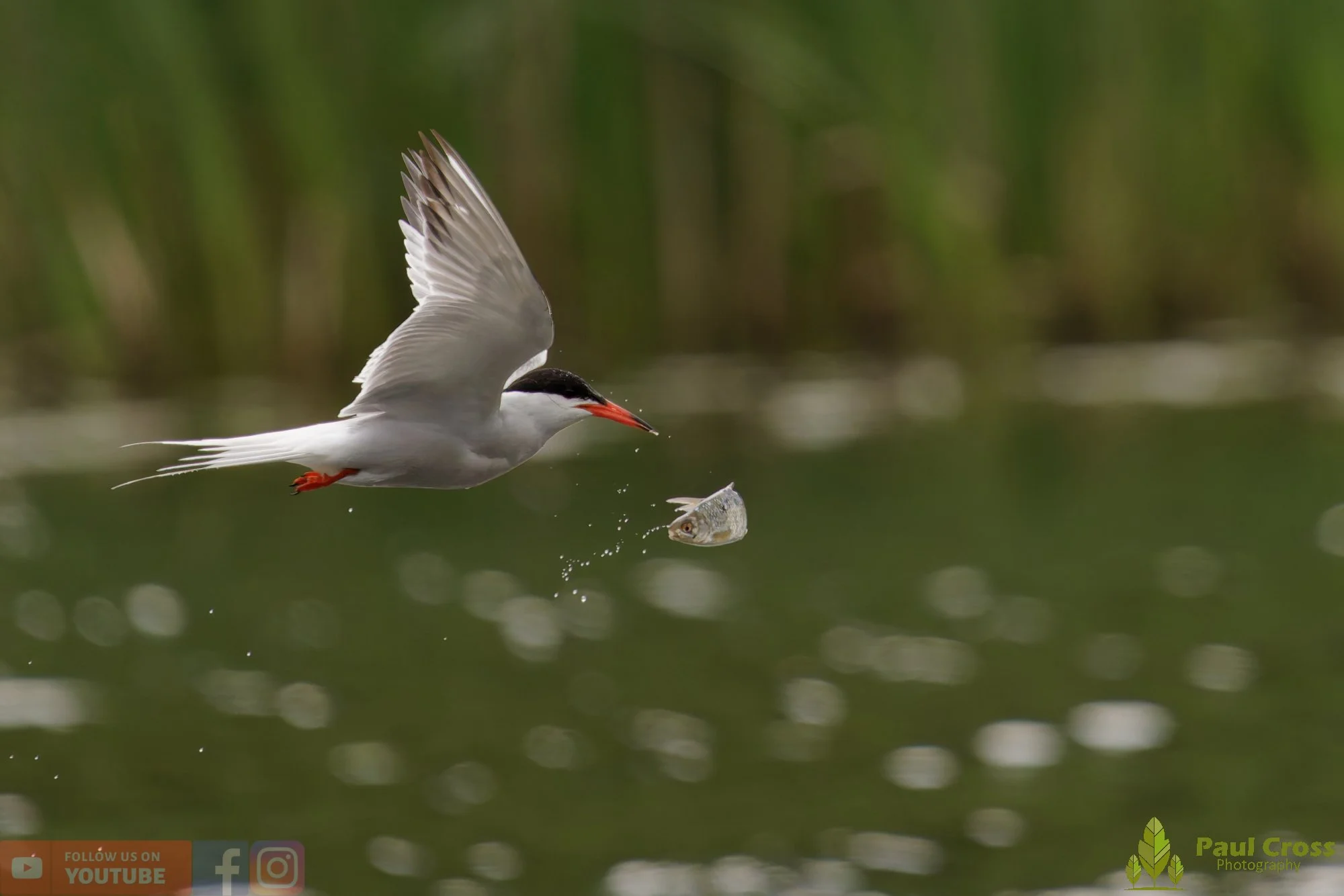 Common Tern-02071.jpg