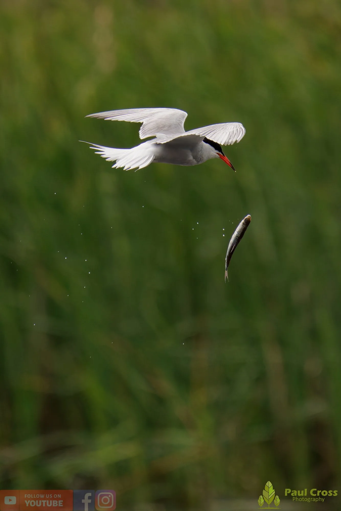 Common Tern-02082.jpg