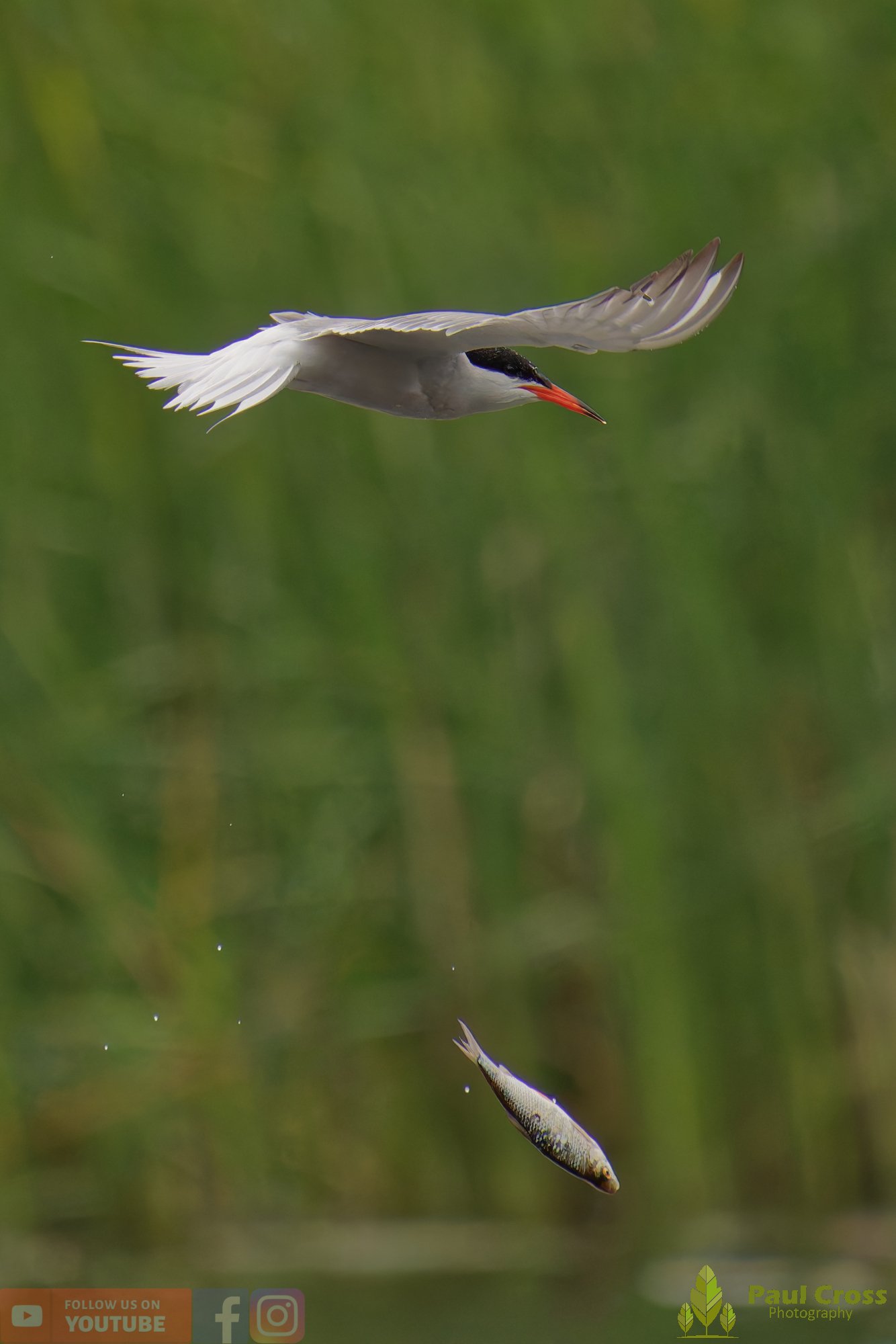 Common Tern-02083.jpg