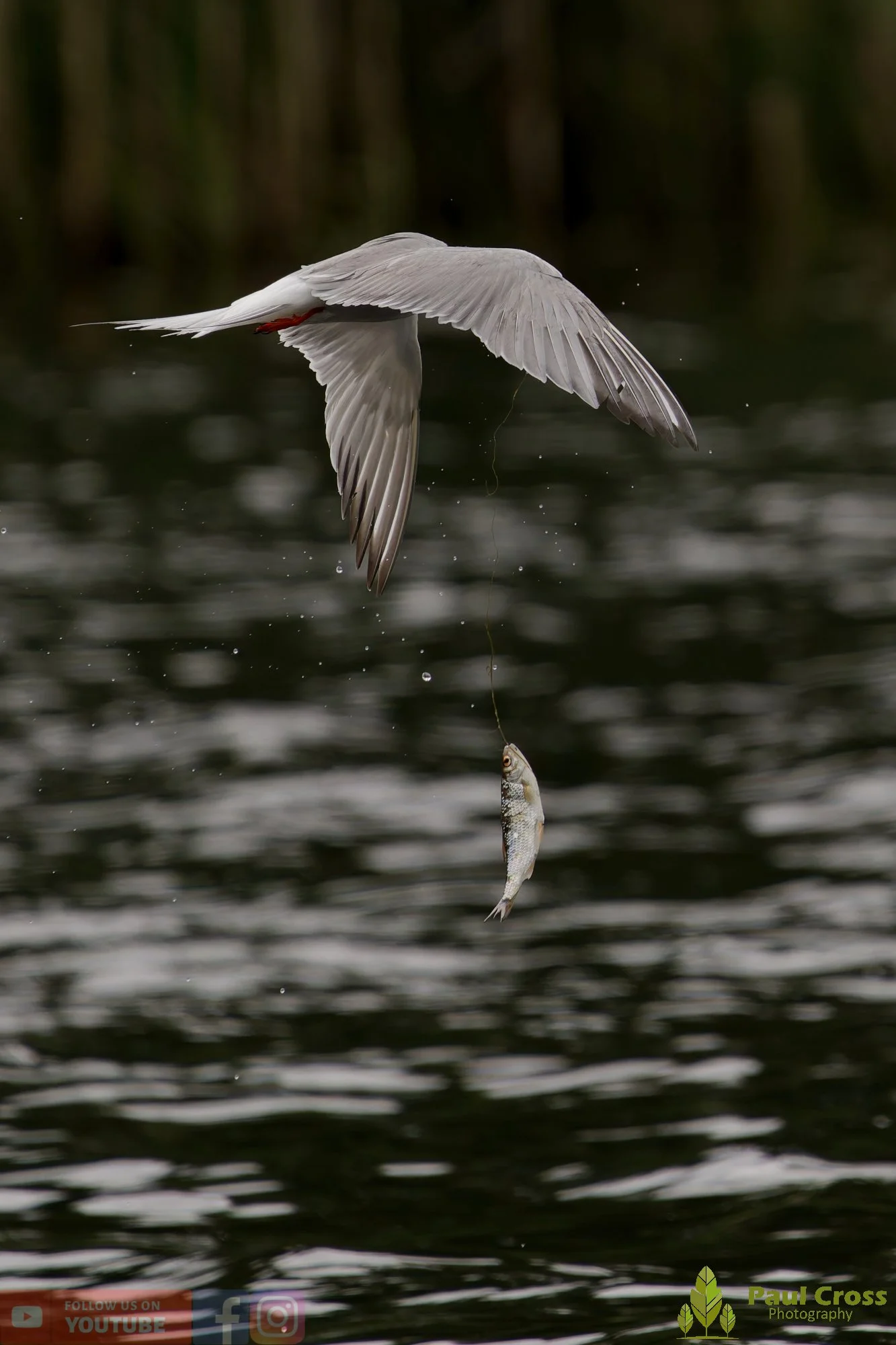 Common Tern-02096.jpg