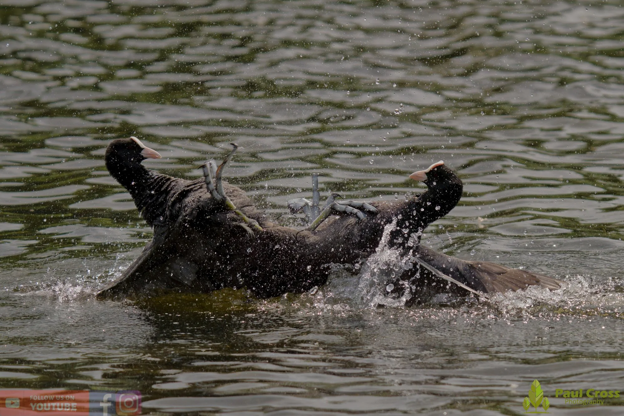 Coot-00620.jpg